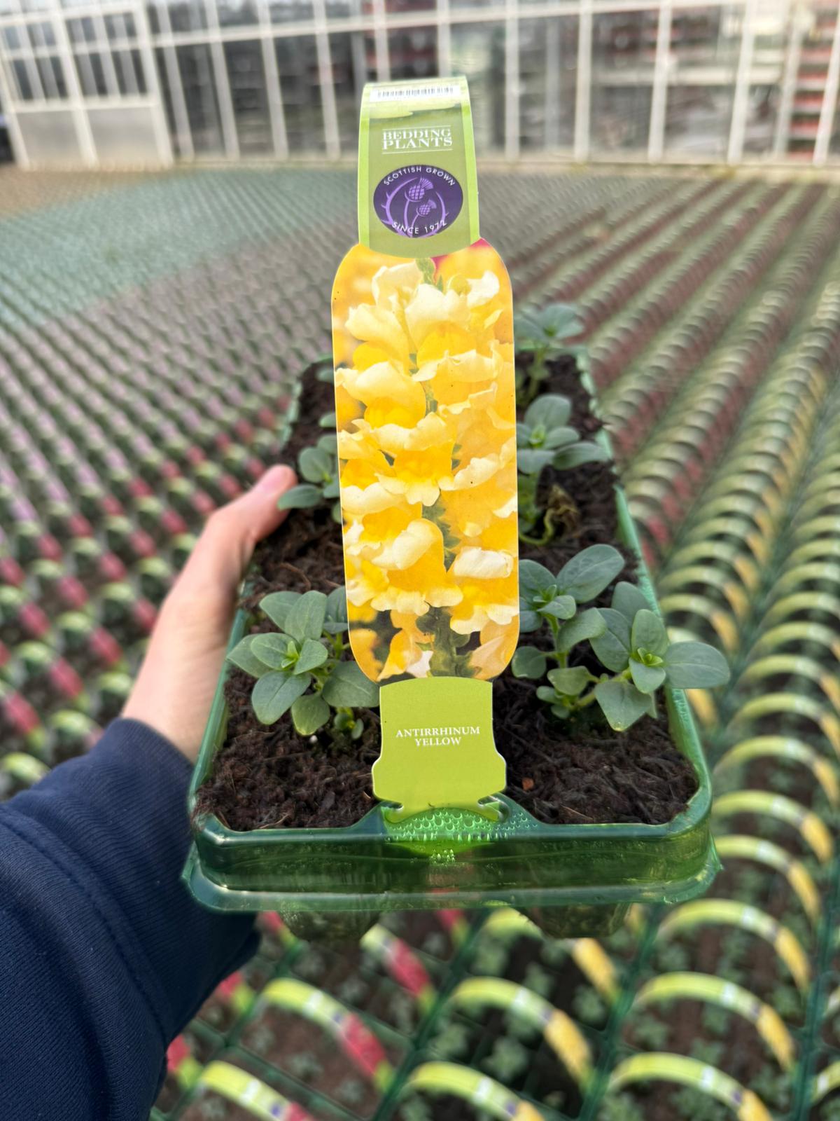 Picture of Antirrhinum Yellow