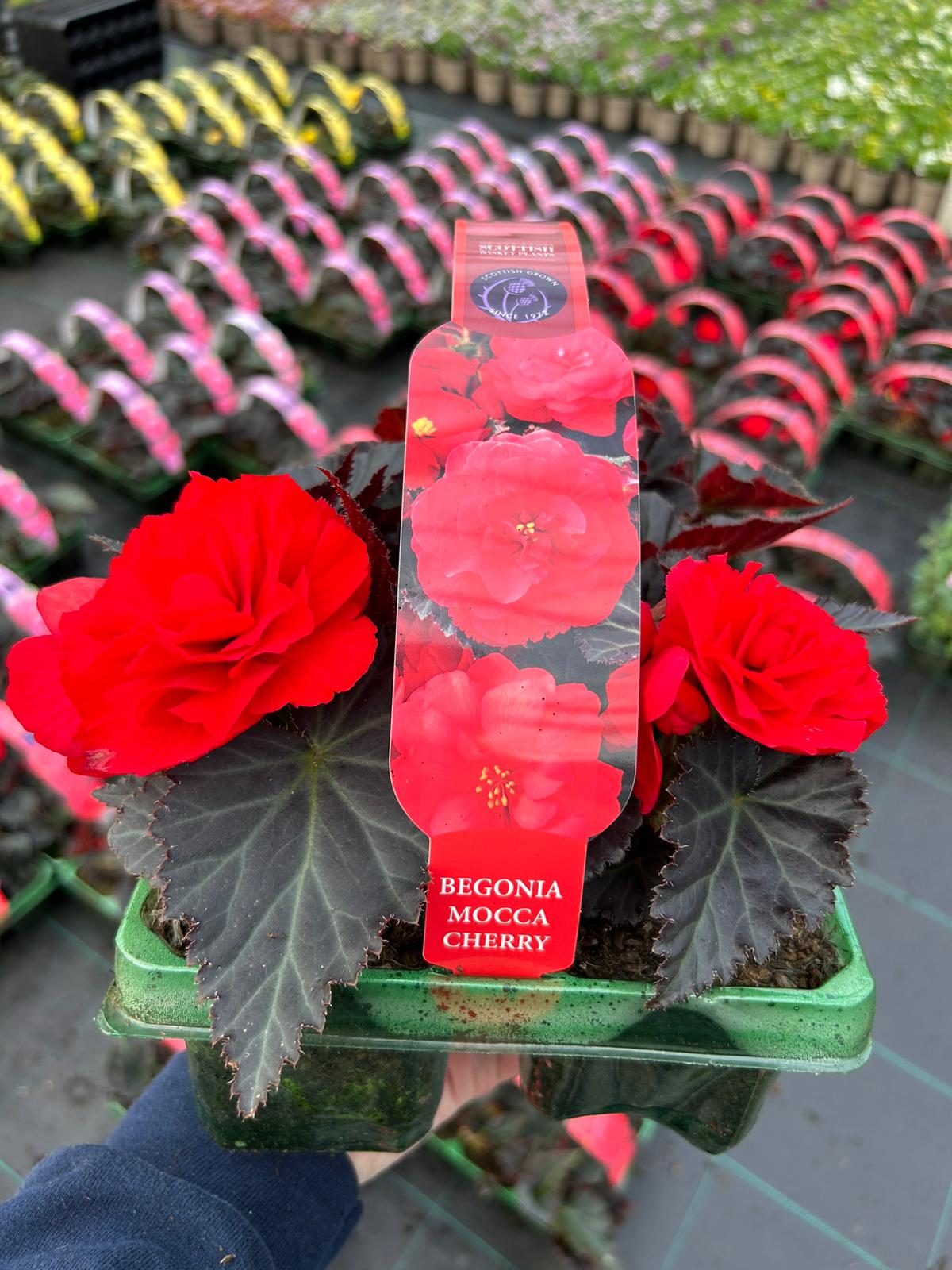 Picture of Begonia Mocca Cherry