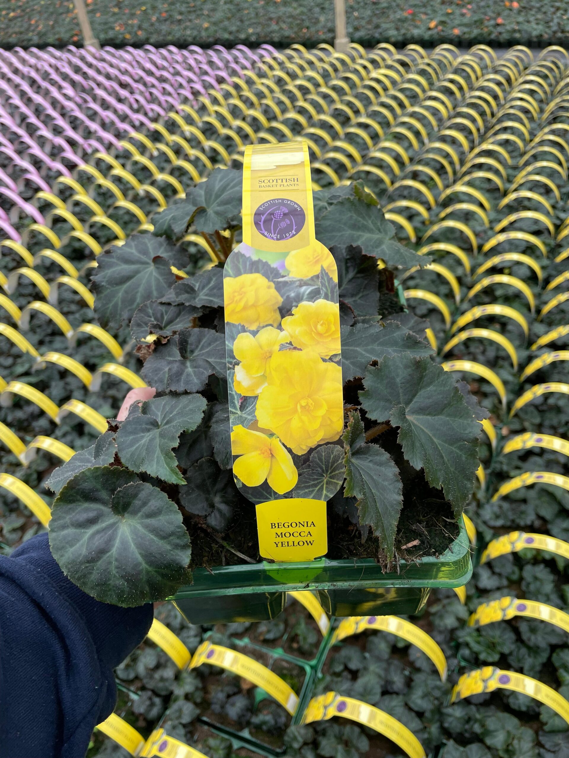 Picture of Begonia Mocca Yellow