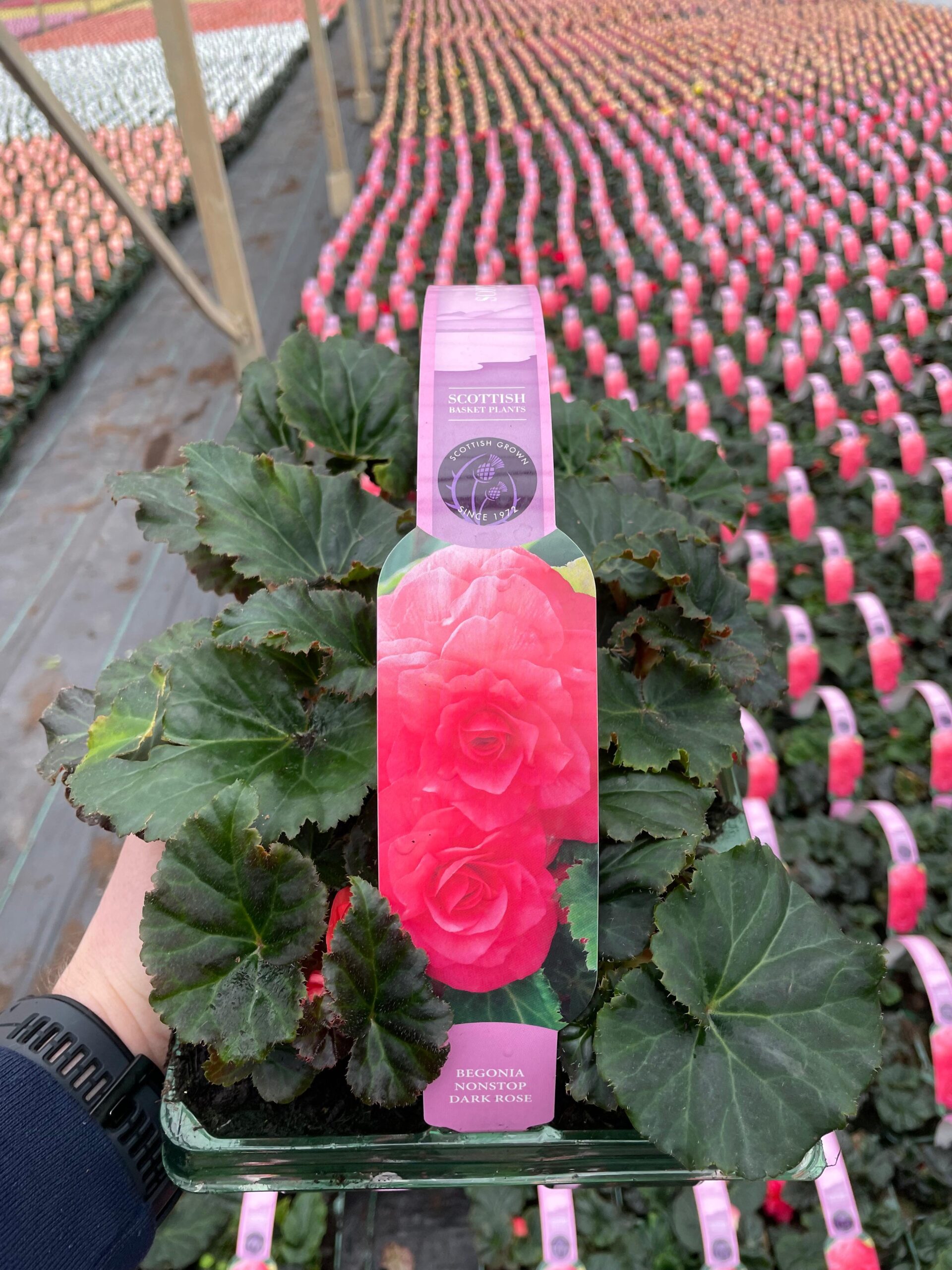 Picture of Begonia Nonstop Dark Rose