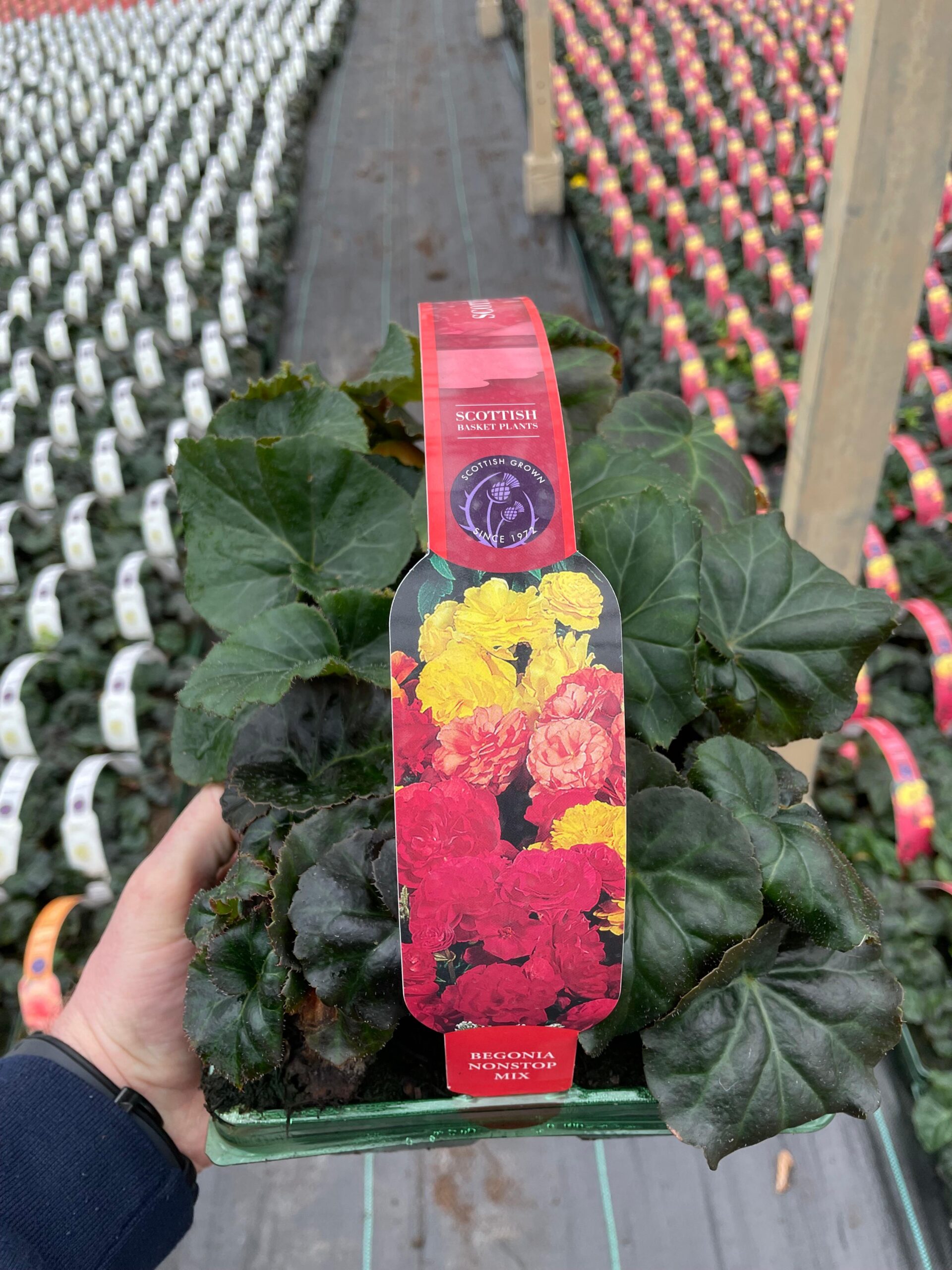 Picture of Begonia Nonstop Mix