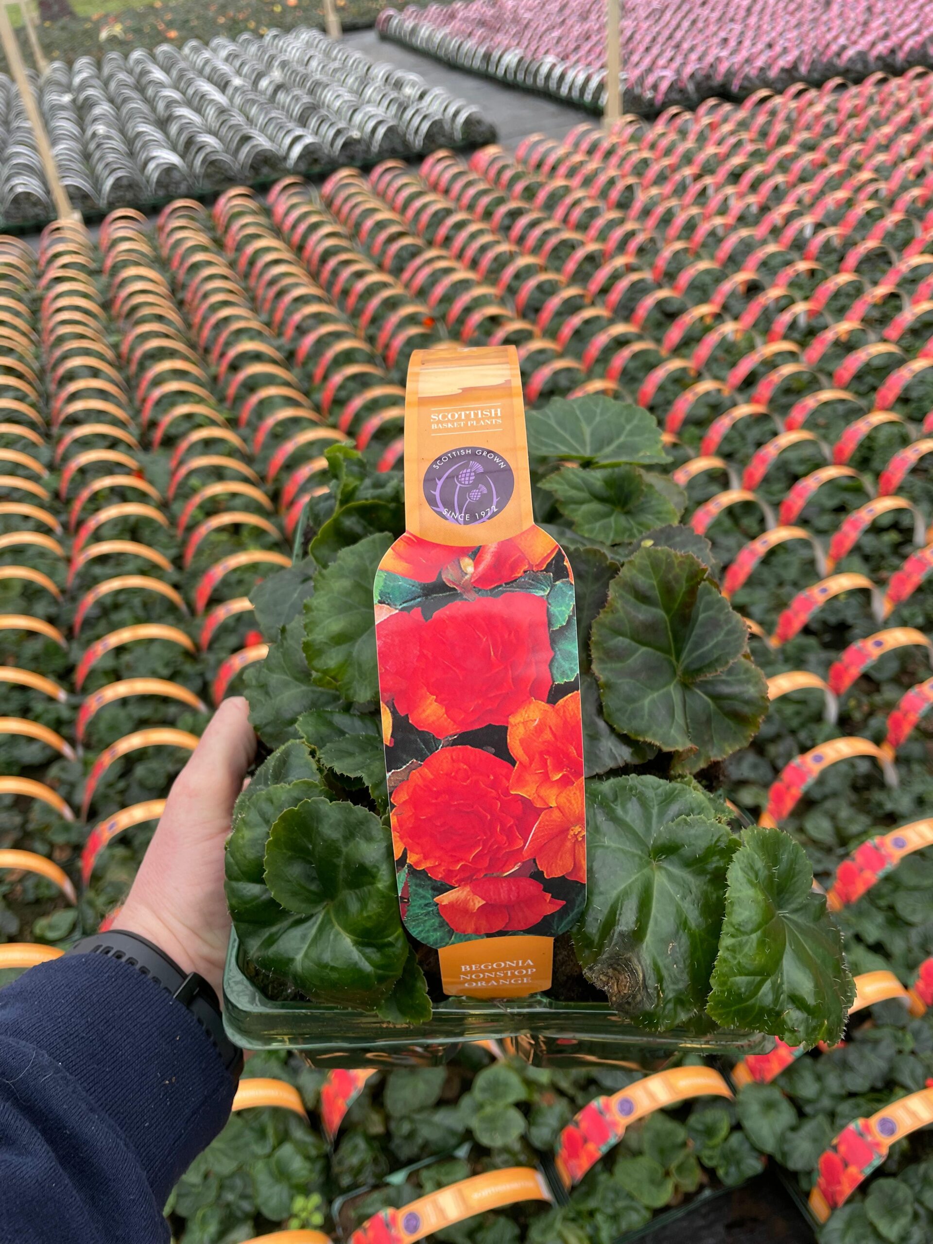 Picture of Begonia Nonstop Orange