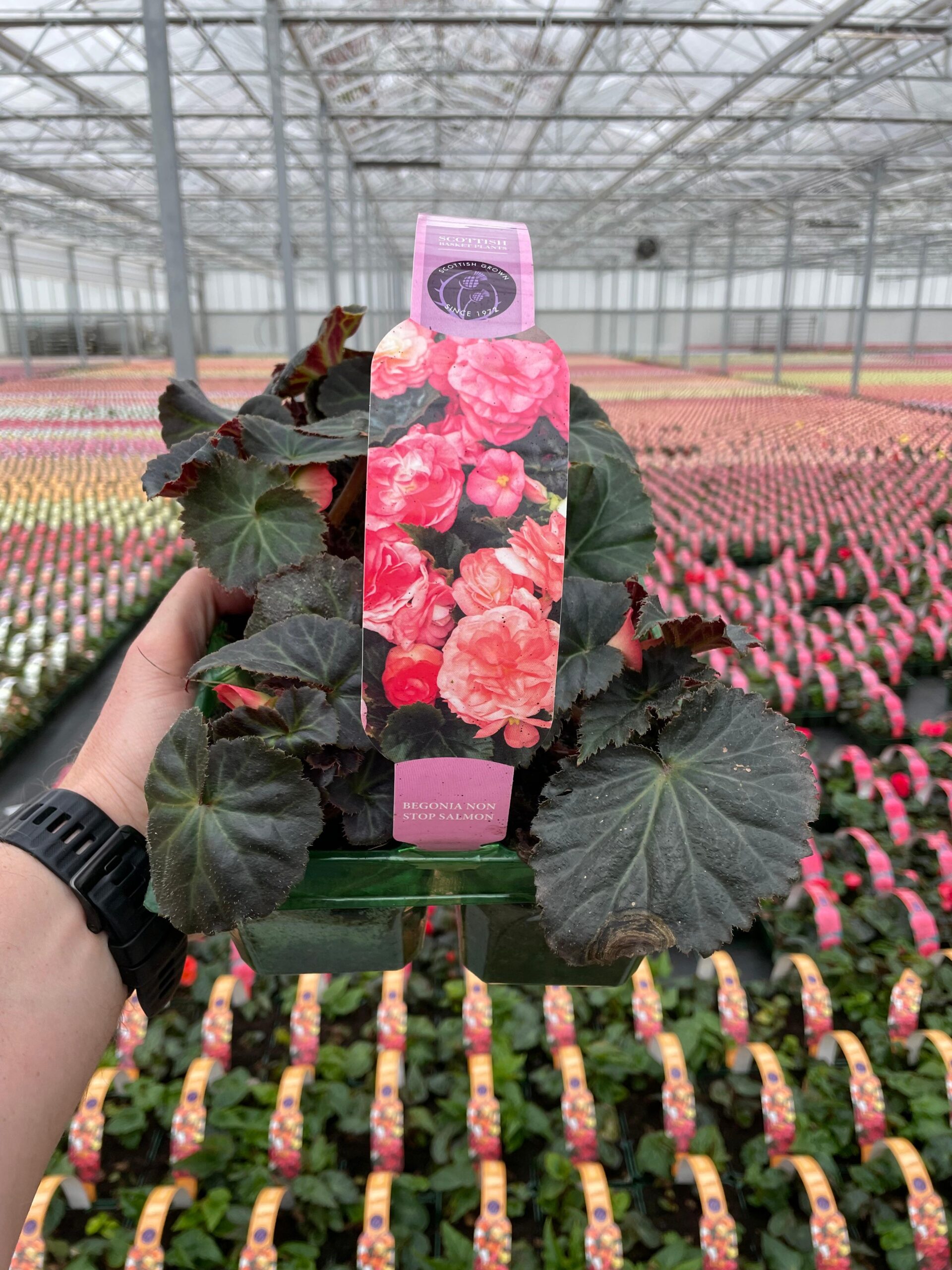 Picture of Begonia Nonstop Salmon