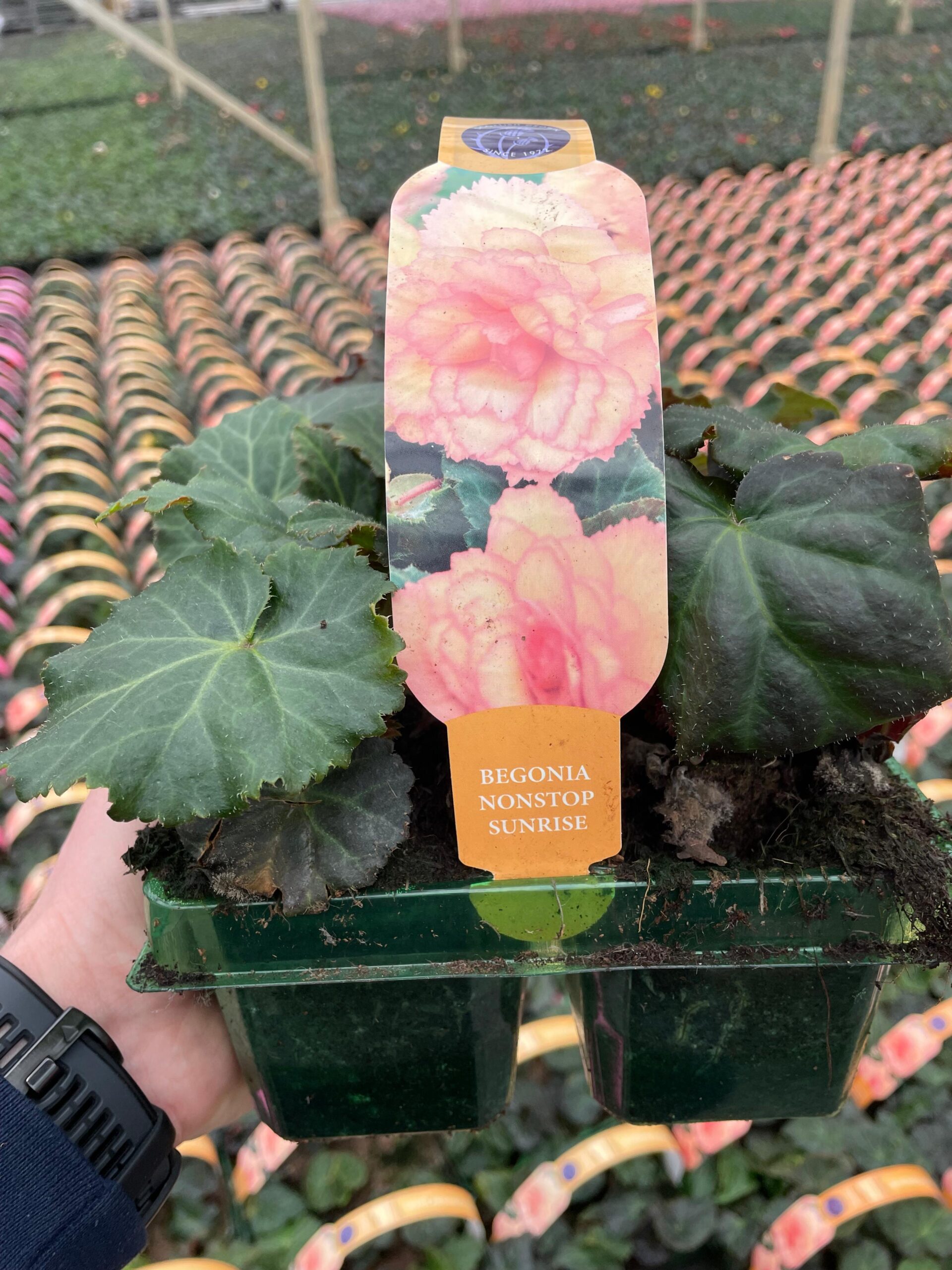Picture of Begonia NonStop Sunrise