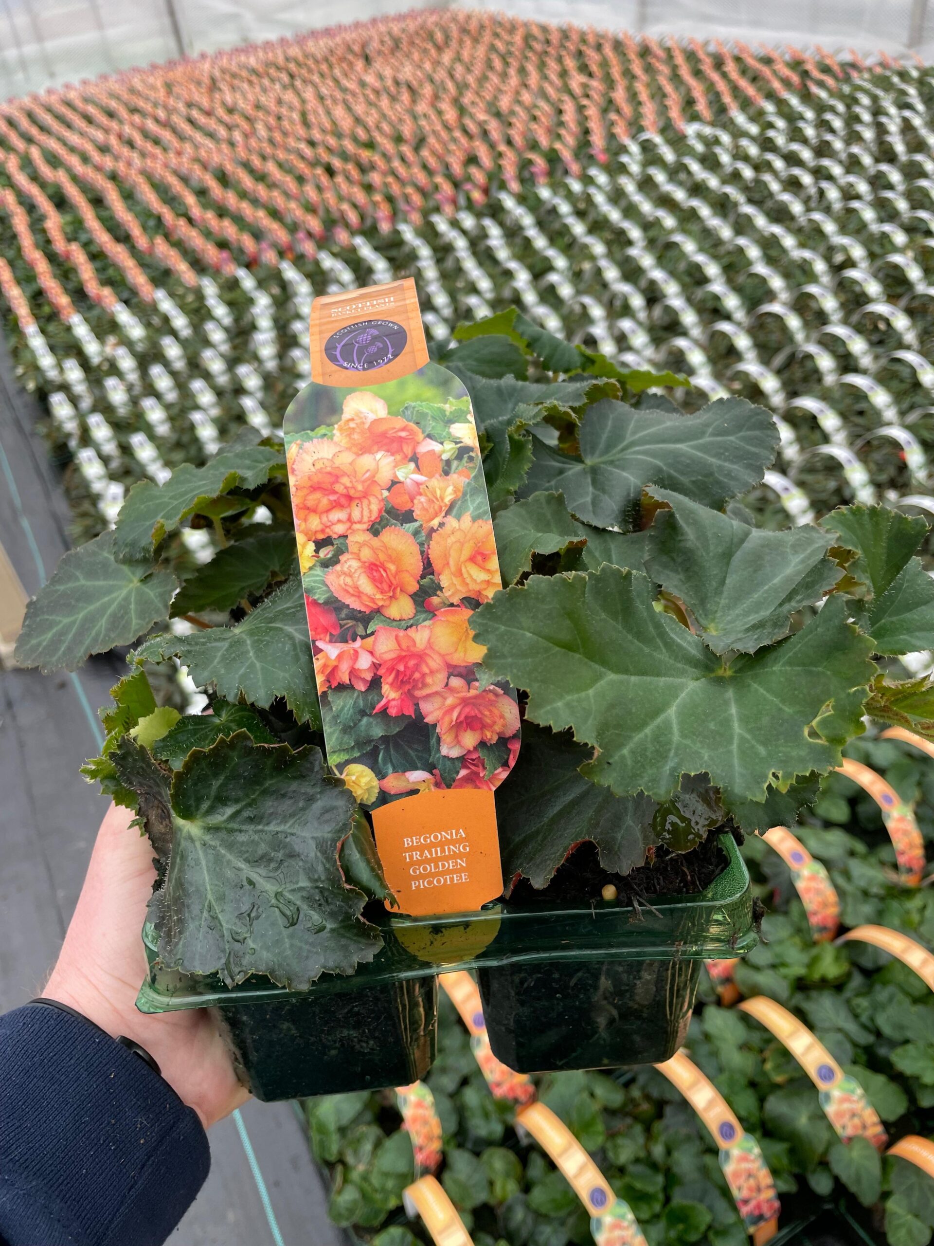 Picture of Begonia Trailing Golden Picotee