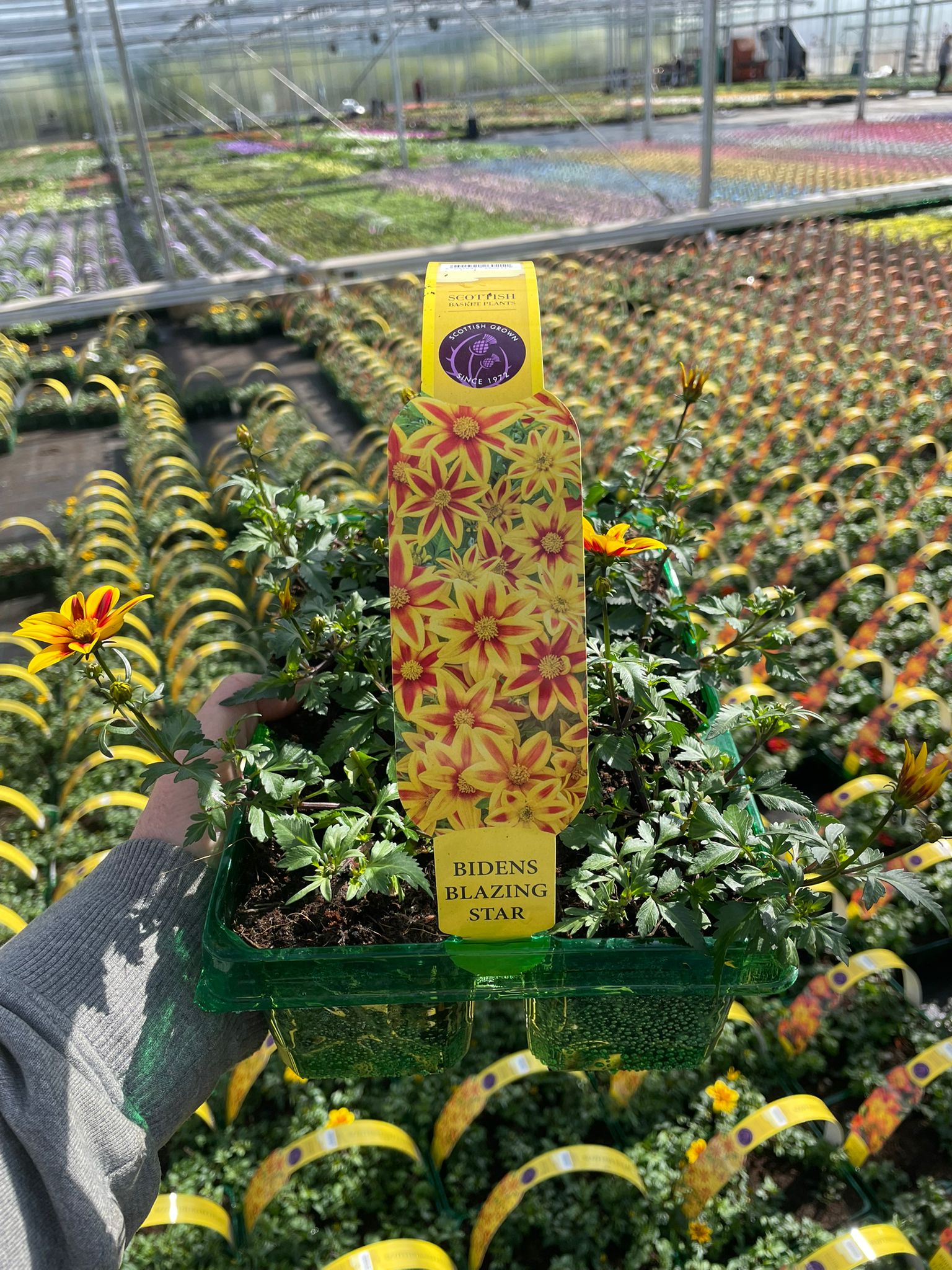 Picture of Bidens Blazing Star