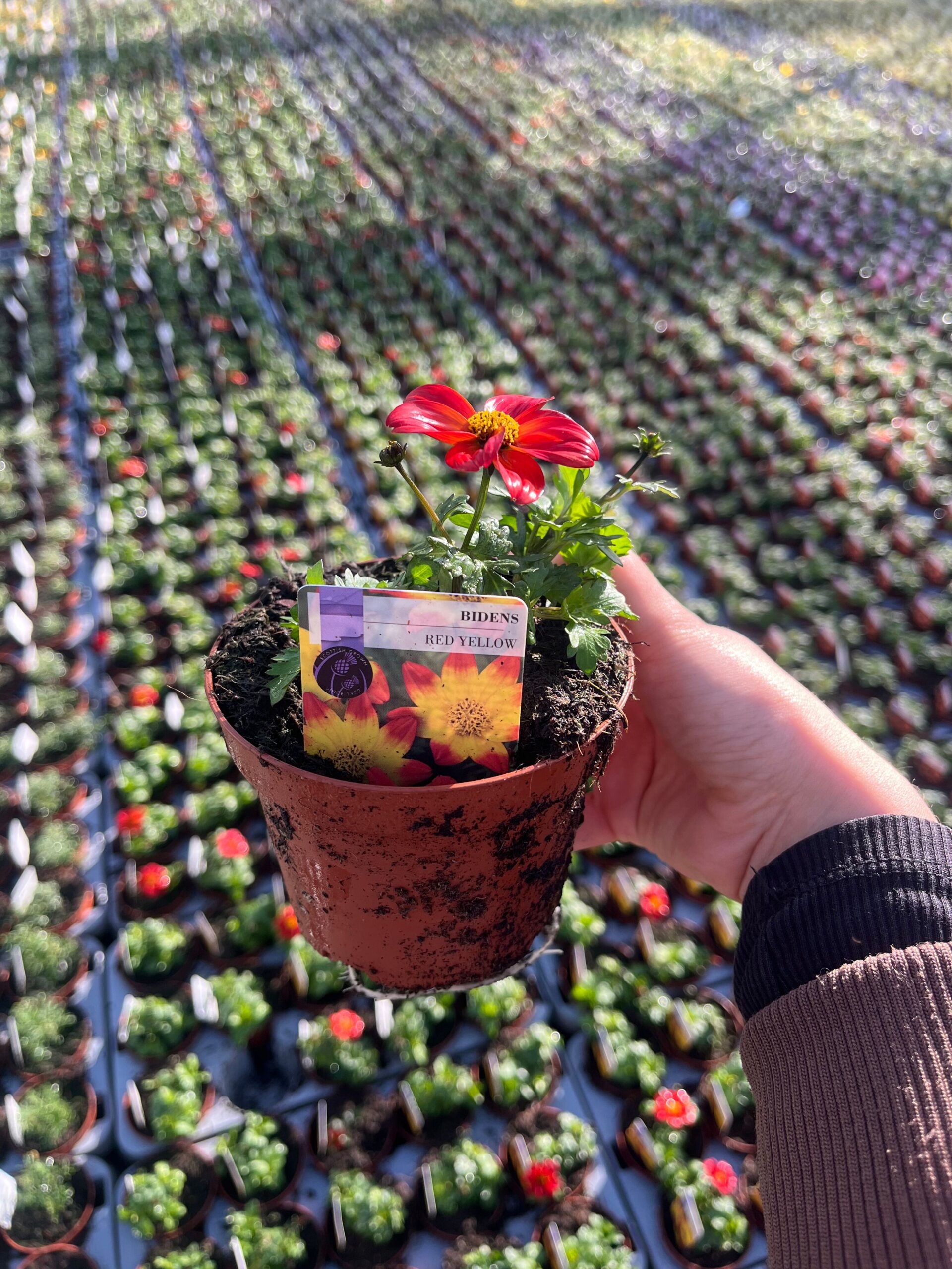 Picture of Bidens Red Yellow