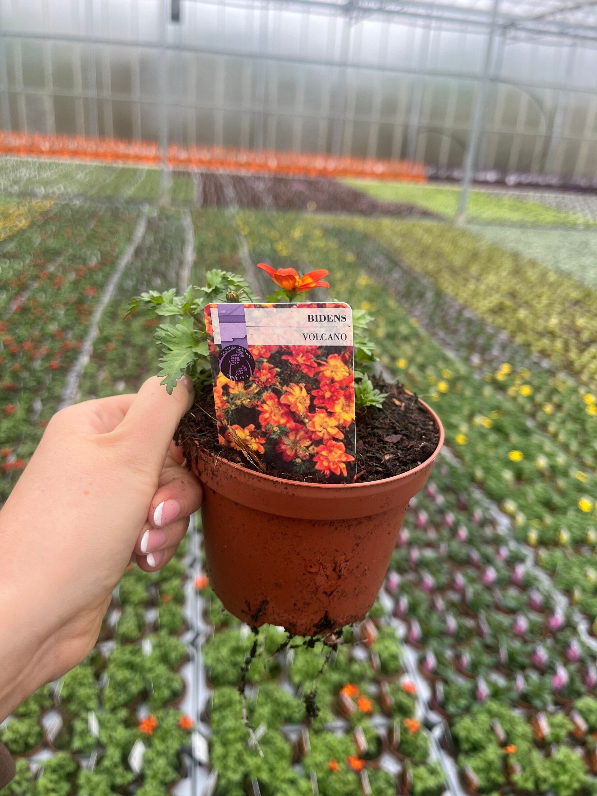 Picture of Bidens Volcano