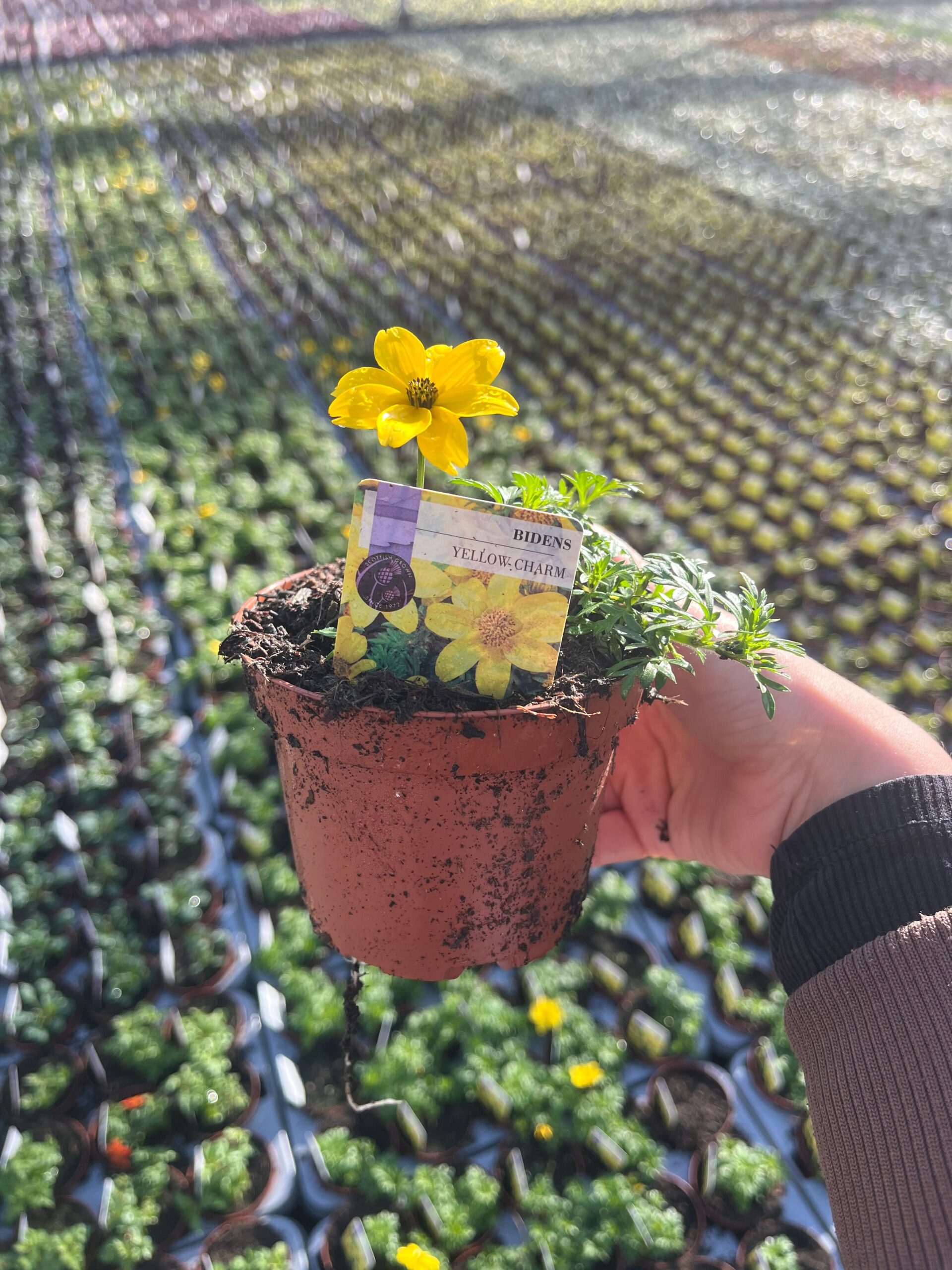 Picture of Bidens Yellow Charm