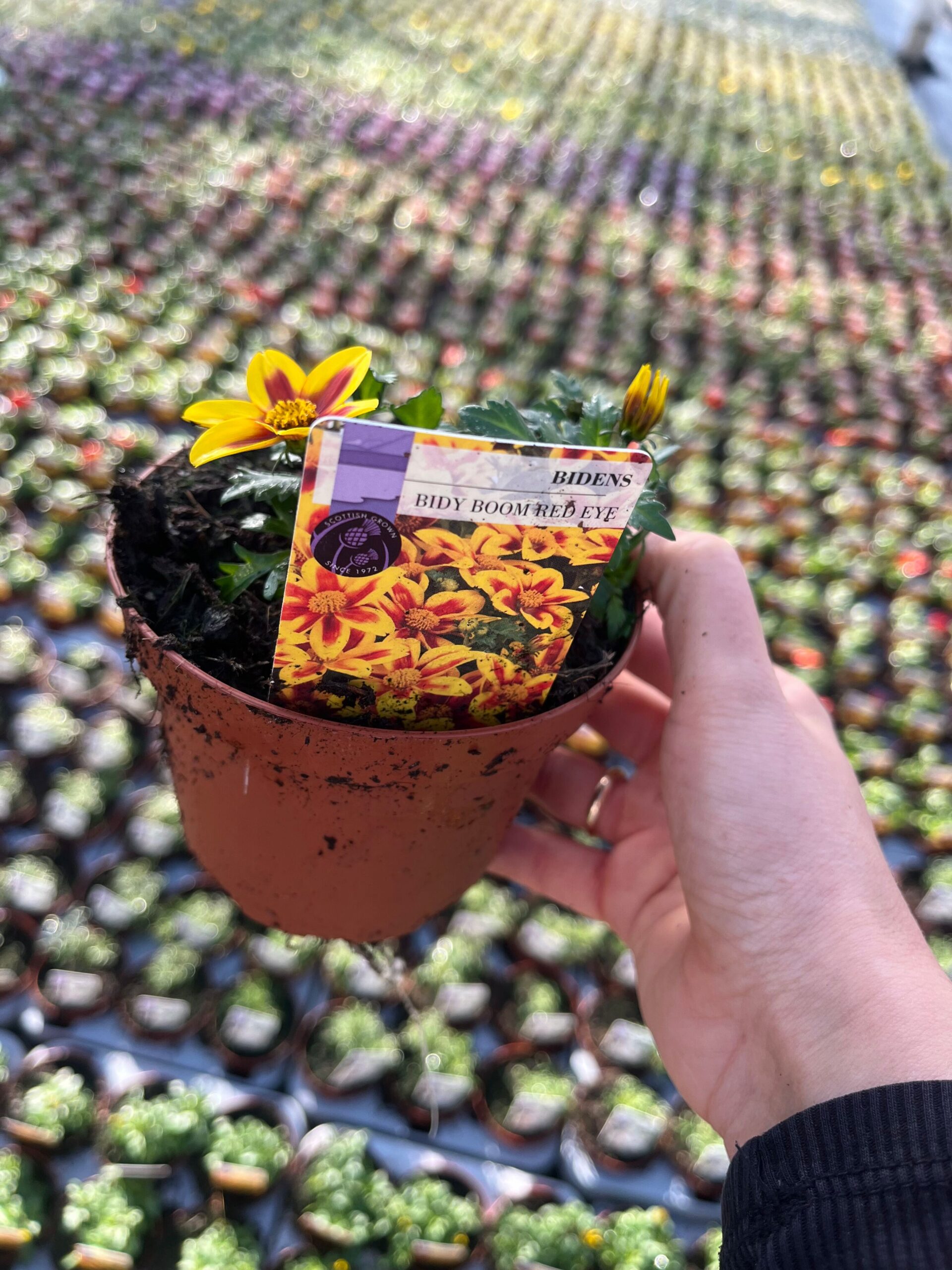 Picture of Bidens Bidy Boom Red Eye