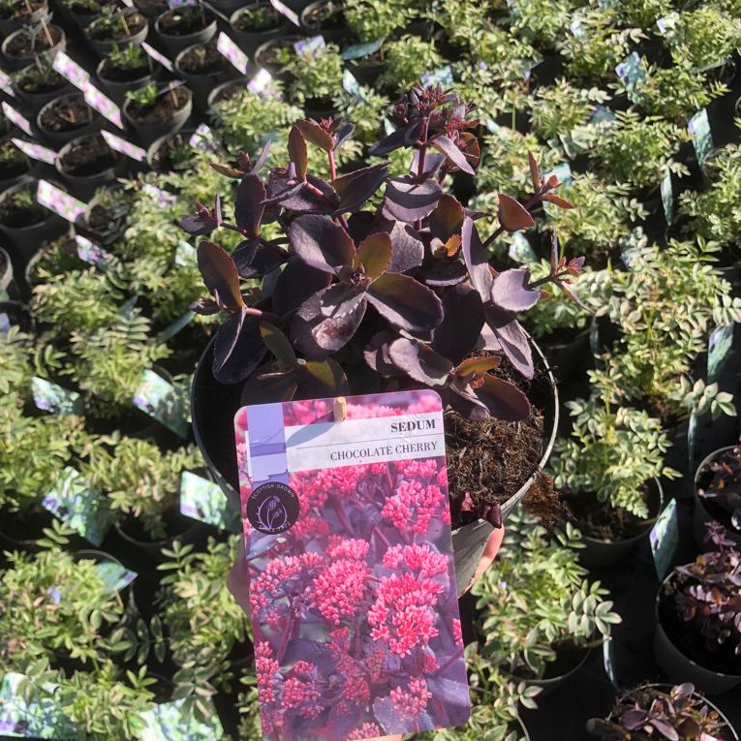 Picture of Sedum Chocolate Cherry