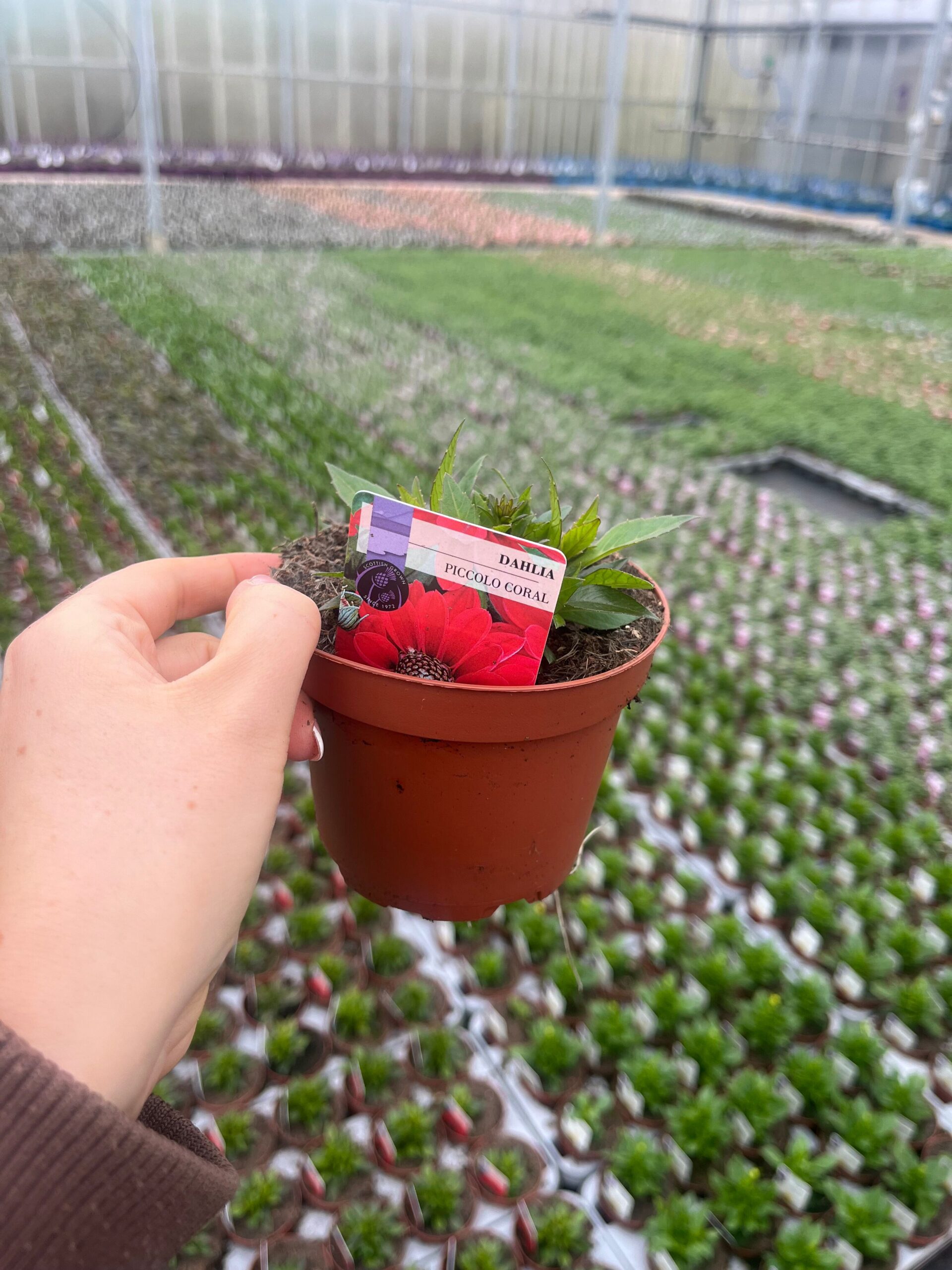 Picture of Dahlia Piccolo Coral