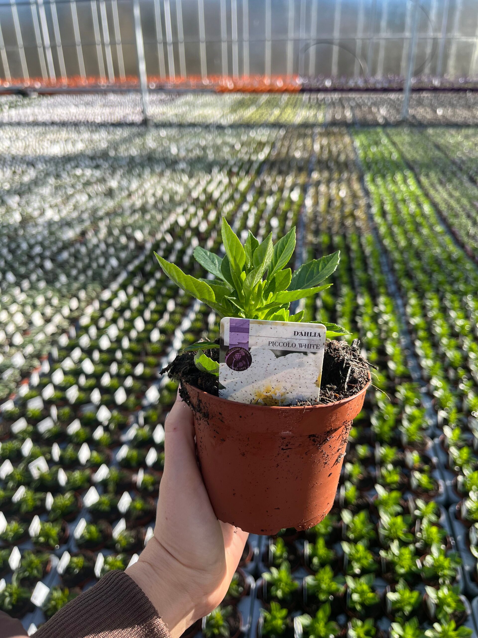 Picture of Dahlia Piccolo White