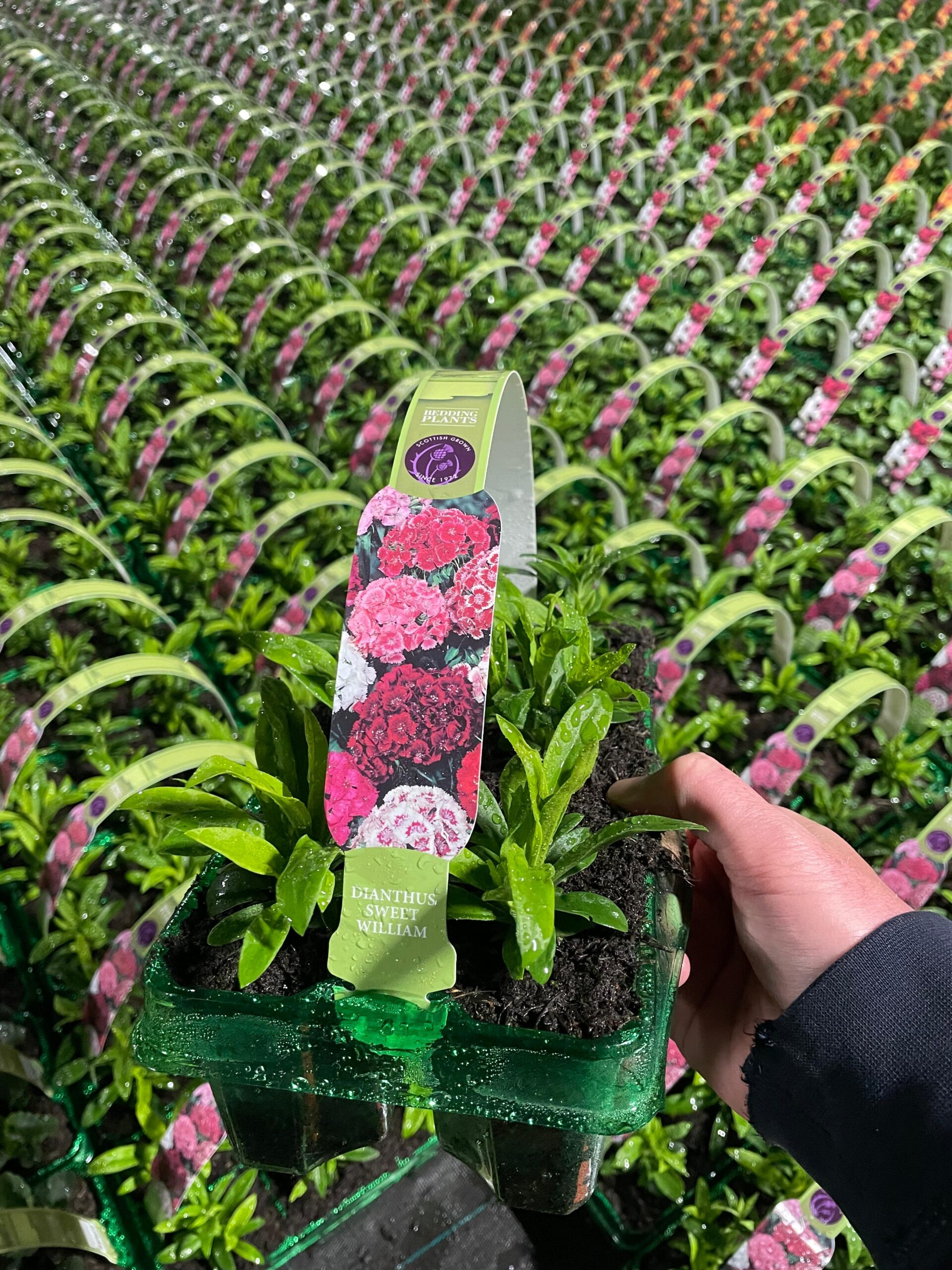 Picture of Dianthus Sweet William