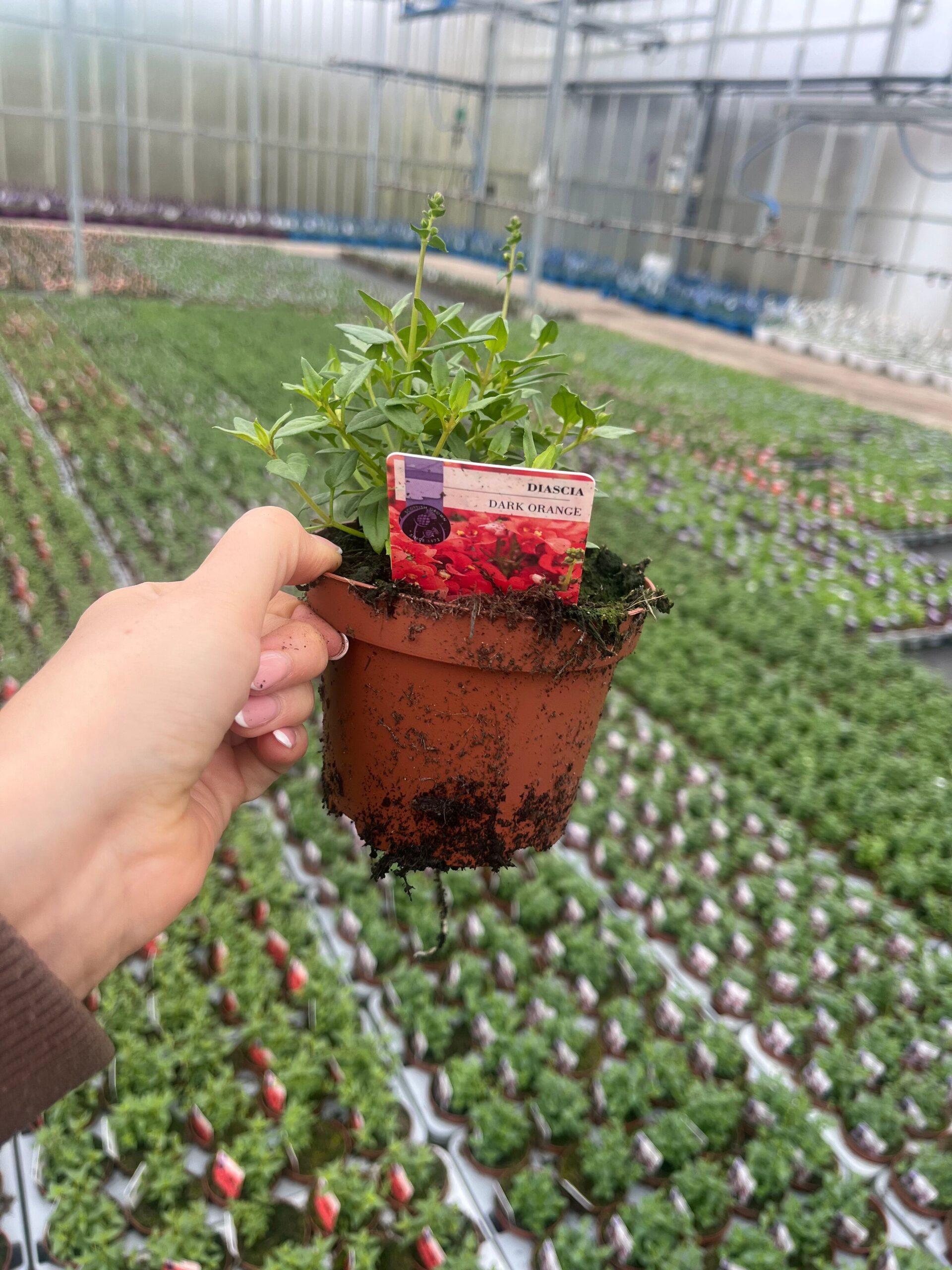 Picture of Diascia Dark Orange