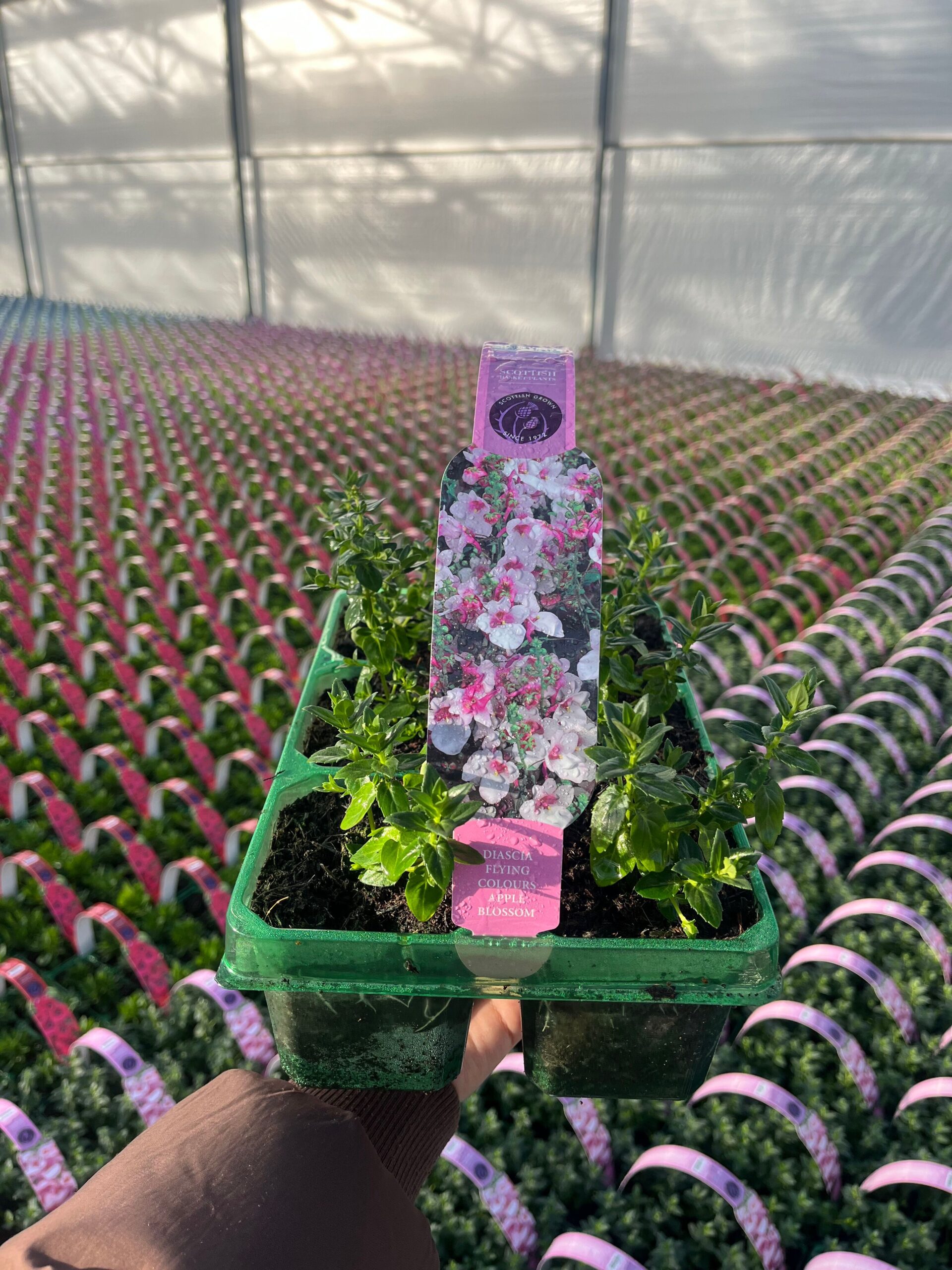 Picture of Diascia Appleblossom