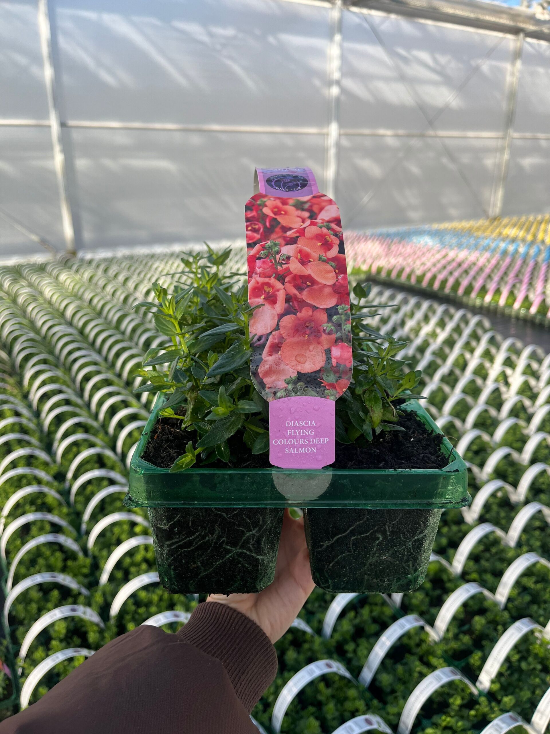 Picture of Diascia Deep Salmon