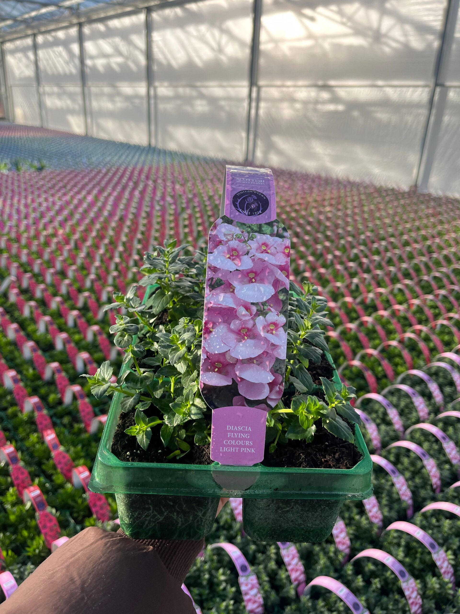 Picture of Diascia Light Pink