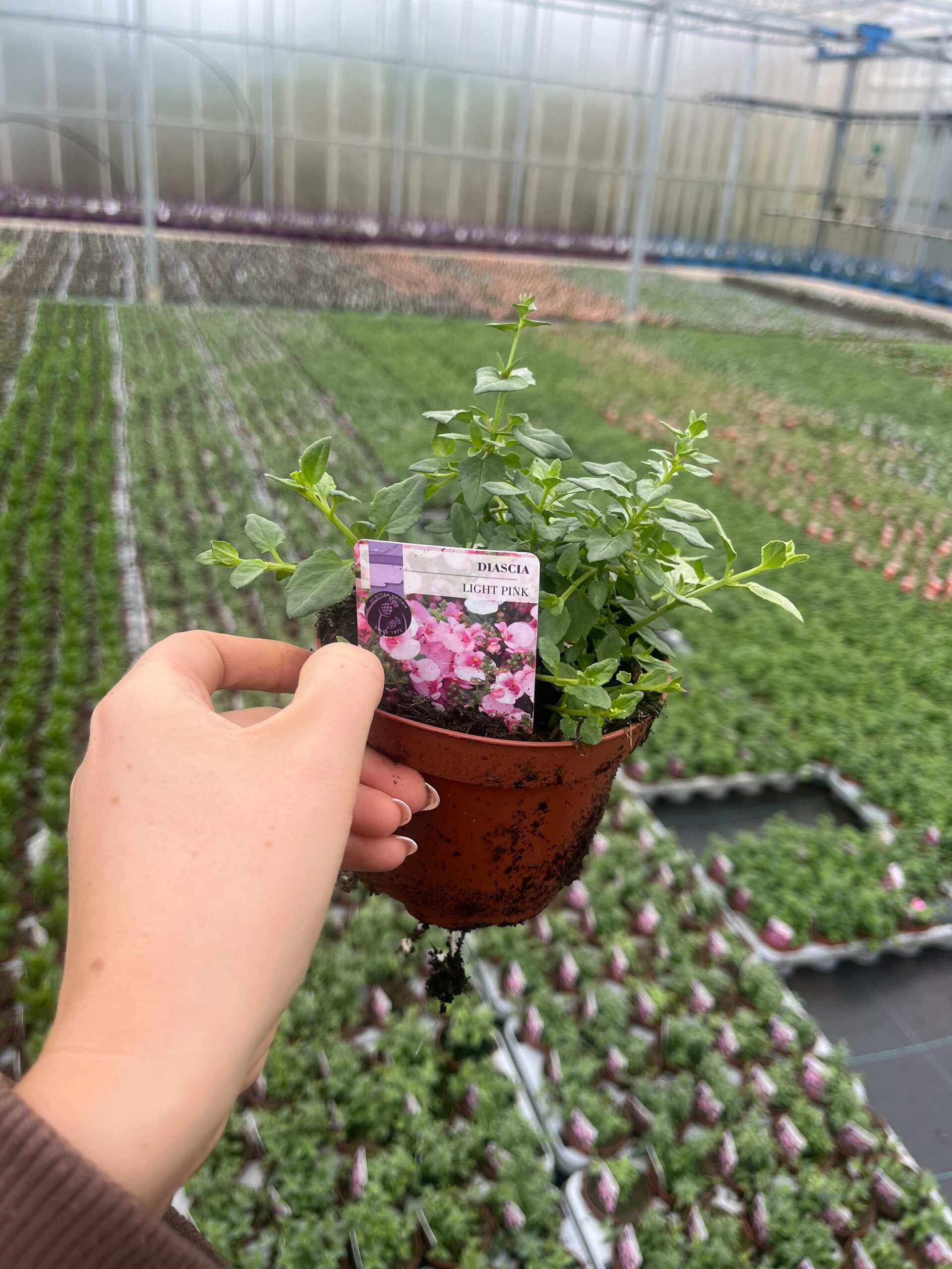 Picture of Diascia Light Pink