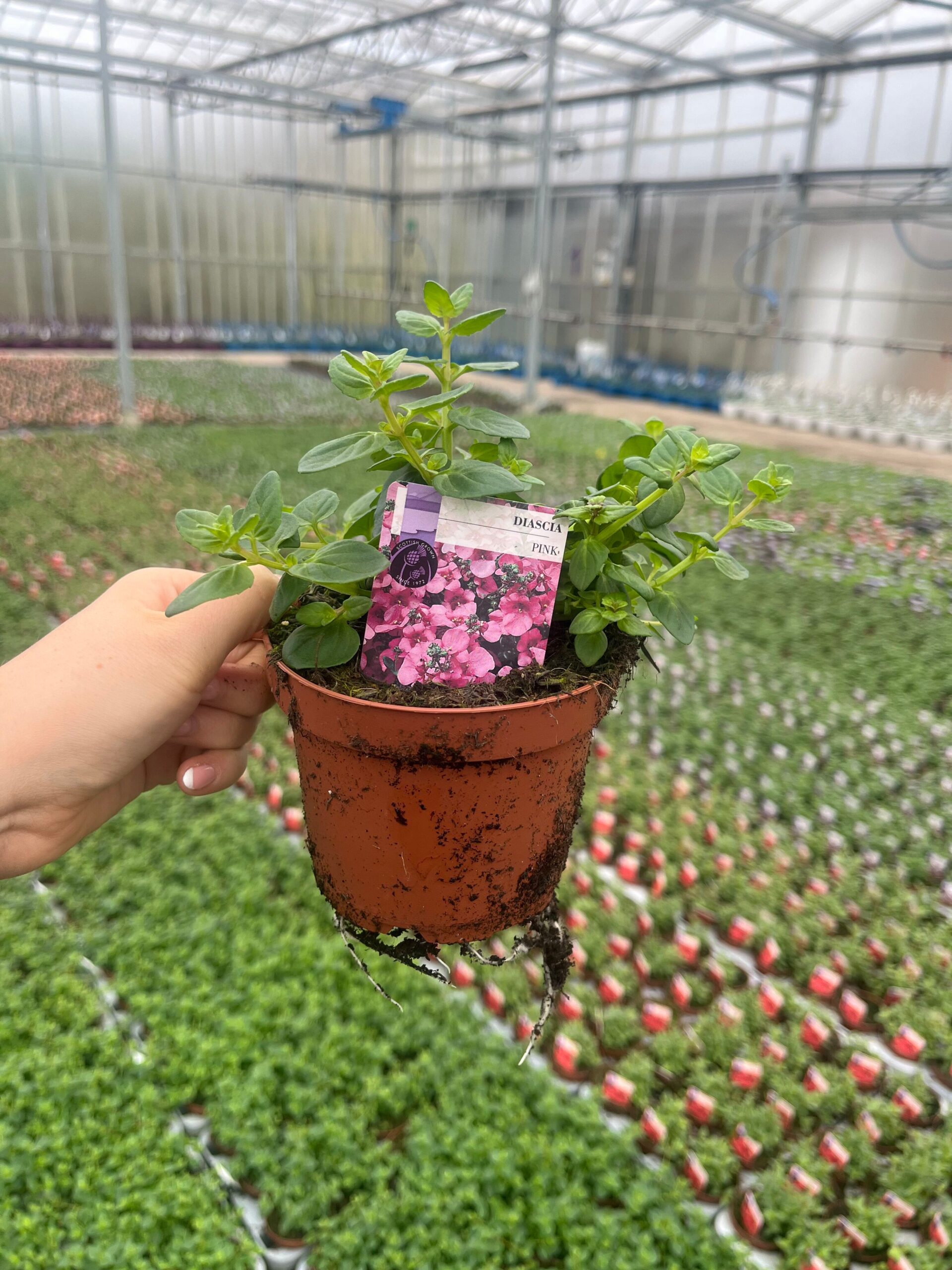 Picture of Diascia Pink