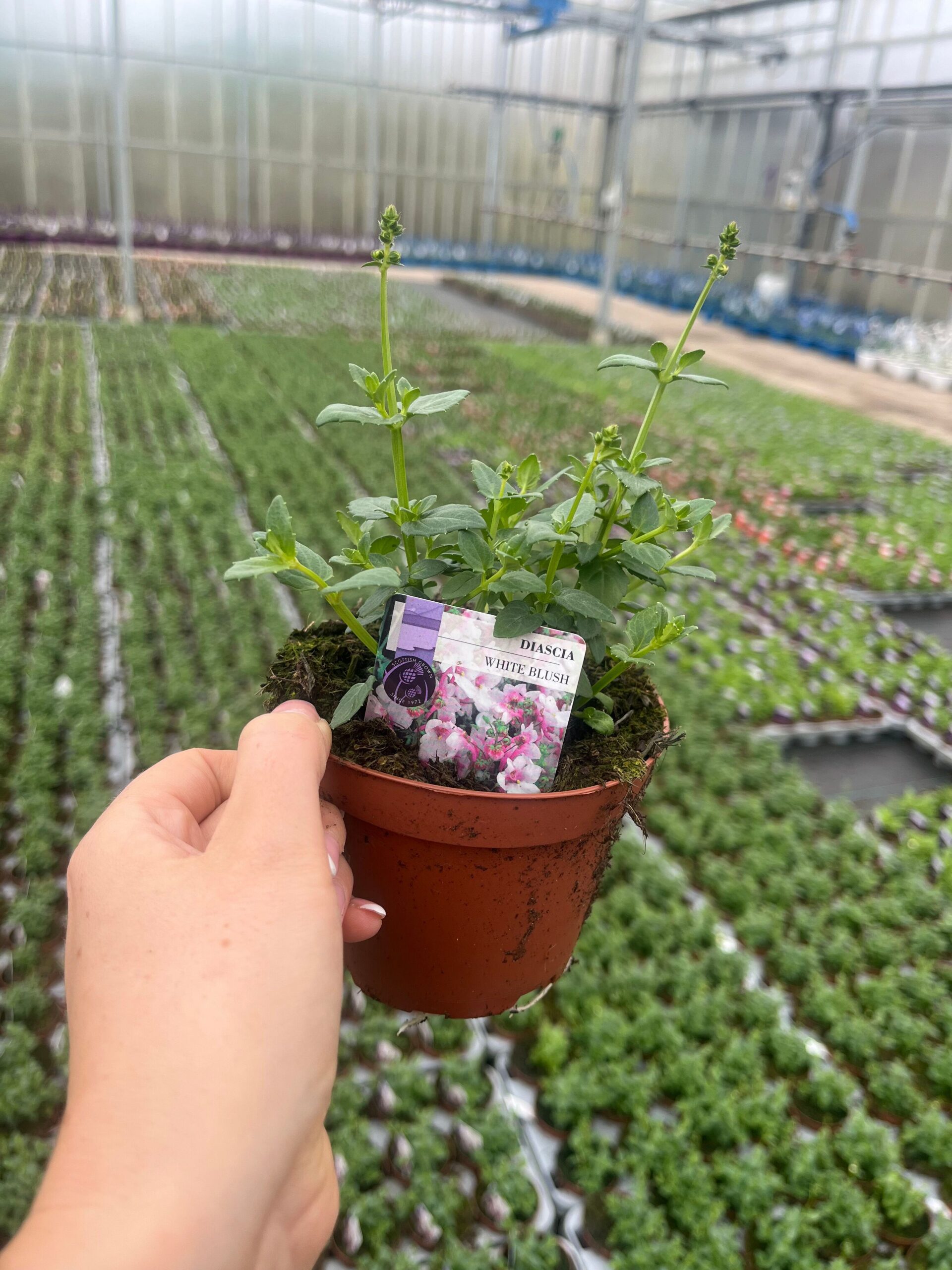 Picture of Diascia White Blush