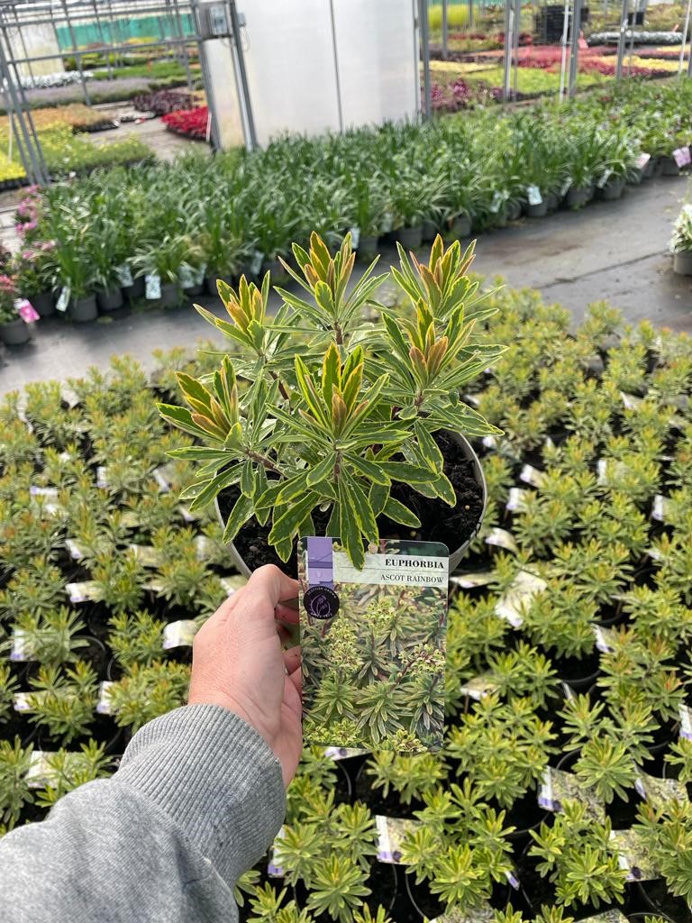 Picture of Euphorbia Ascot Rainbow