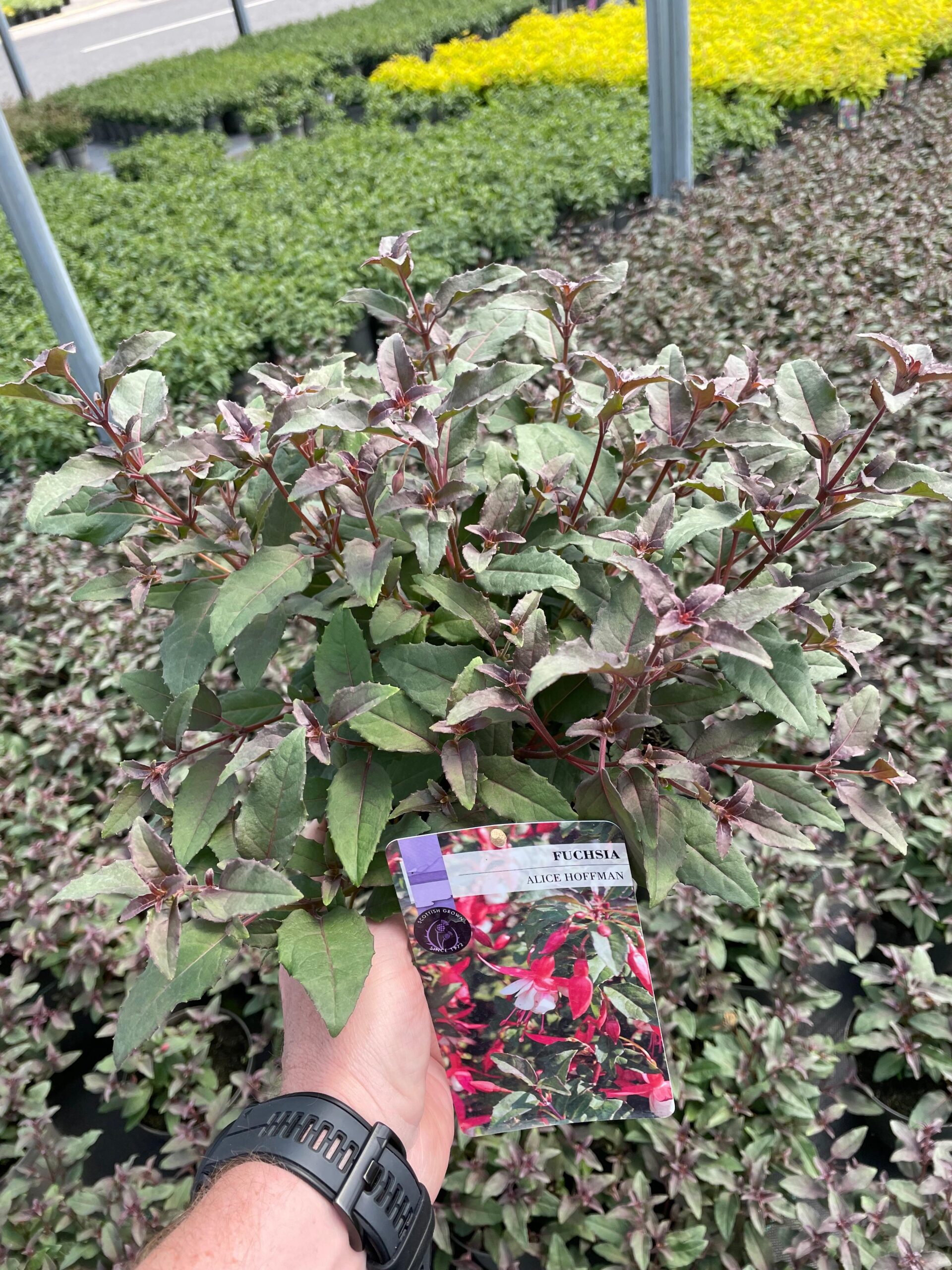 Picture of Hardy Fuchsia Alice Hoffman