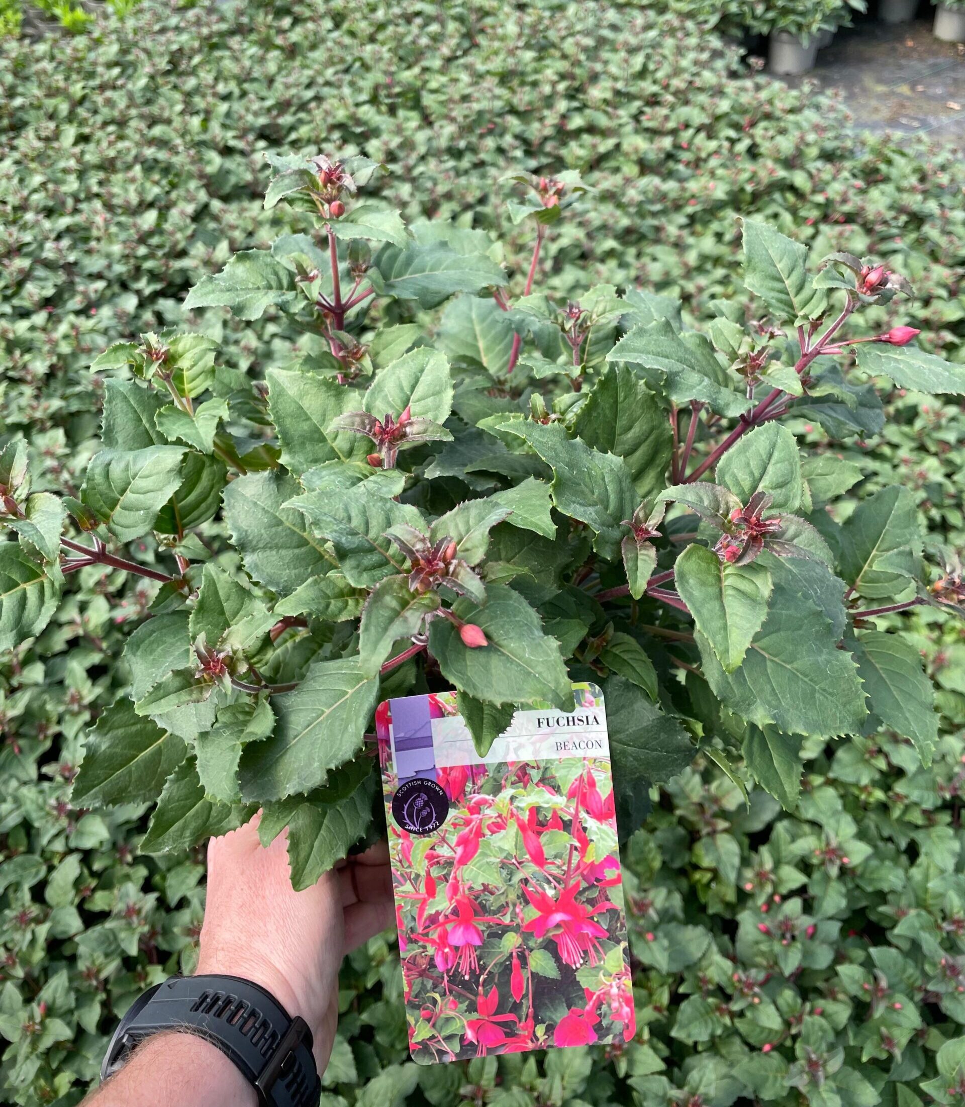 Picture of Hardy Fuchsia Beacon