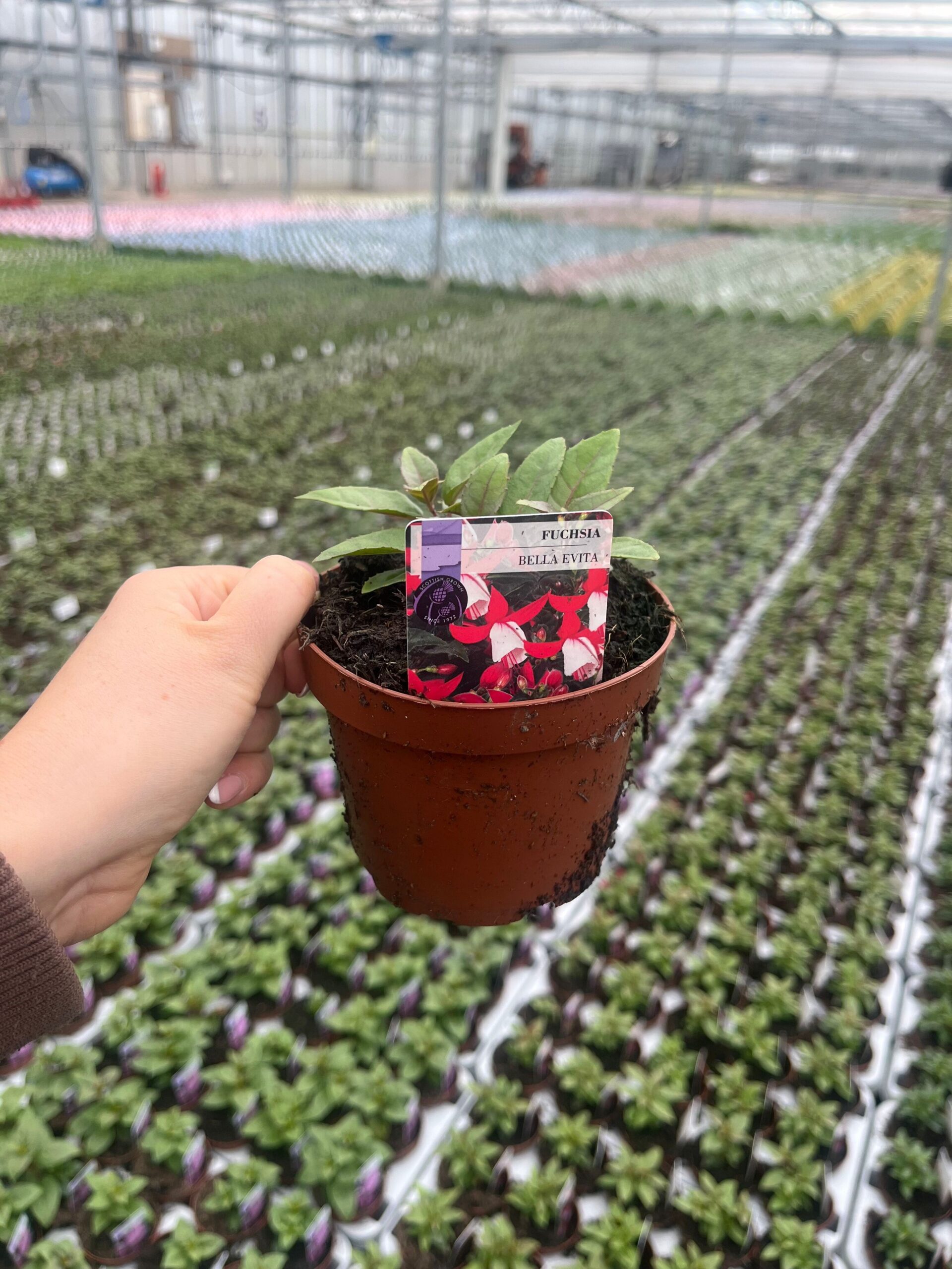 Picture of Fuchsia Bella Evita