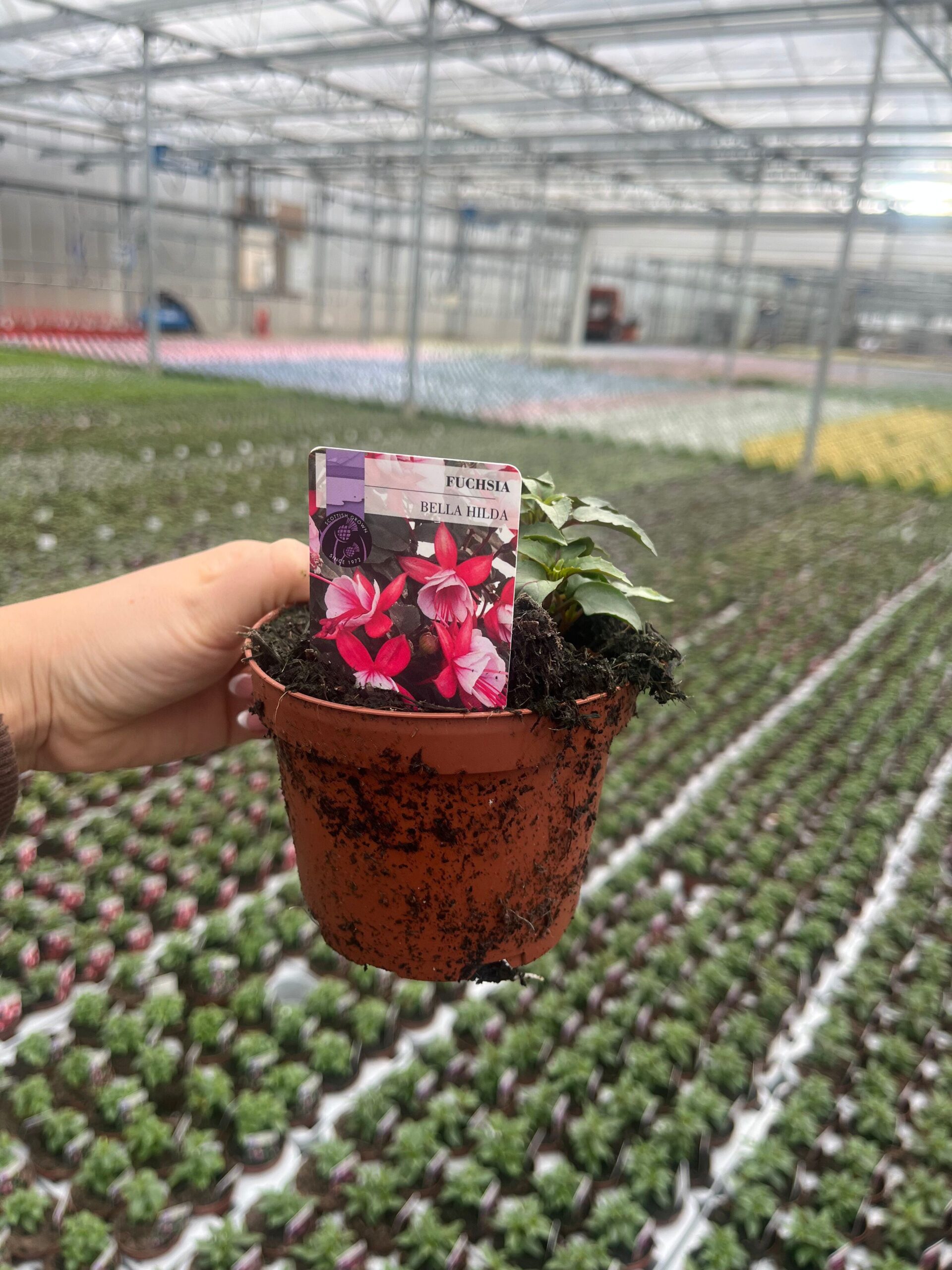 Picture of Fuchsia Bella Hilda