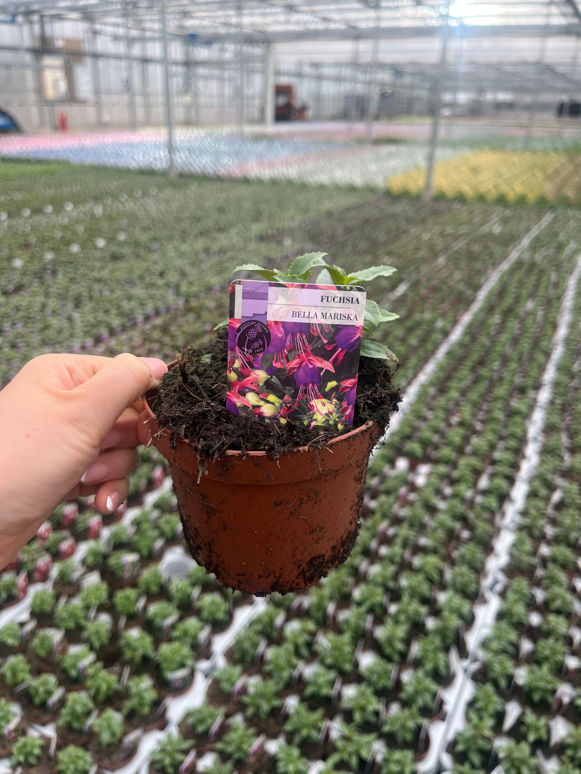 Picture of Fuchsia Bella Mariska