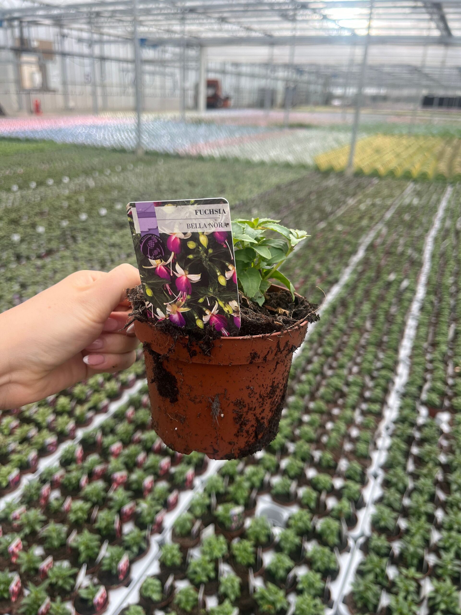 Picture of Fuchsia Bella Nora