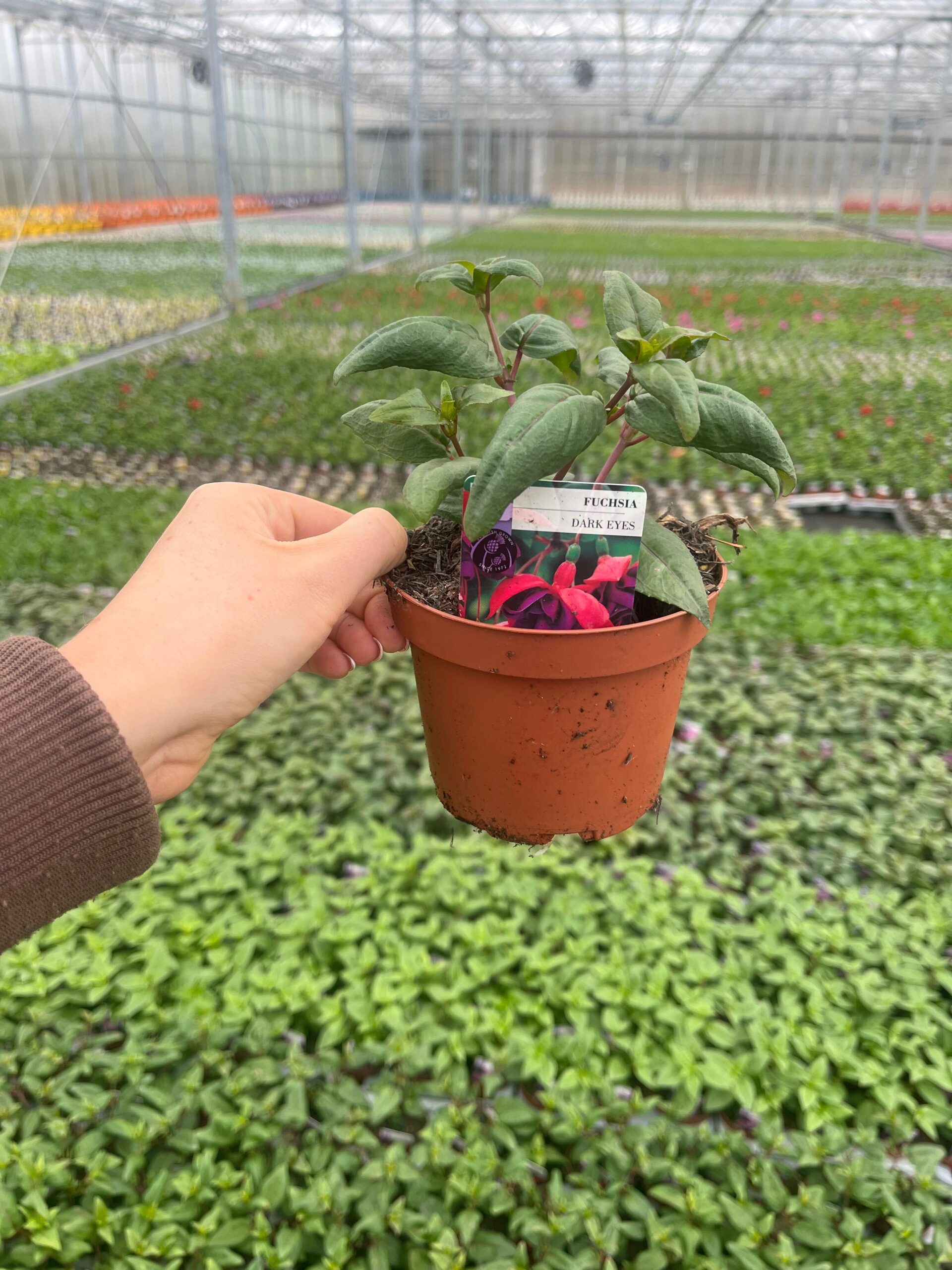 Picture of Fuchsia Dark Eyes