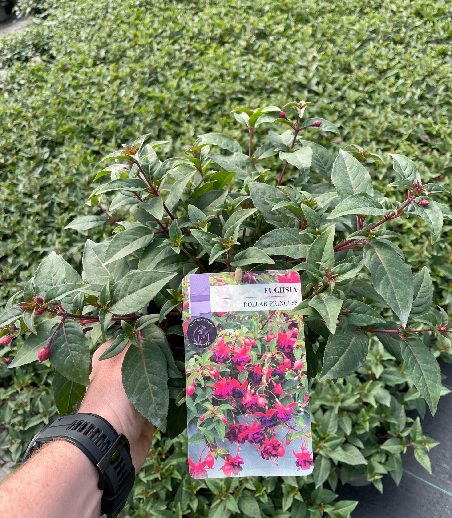 Picture of Hardy Fuchsia Dollar Princess