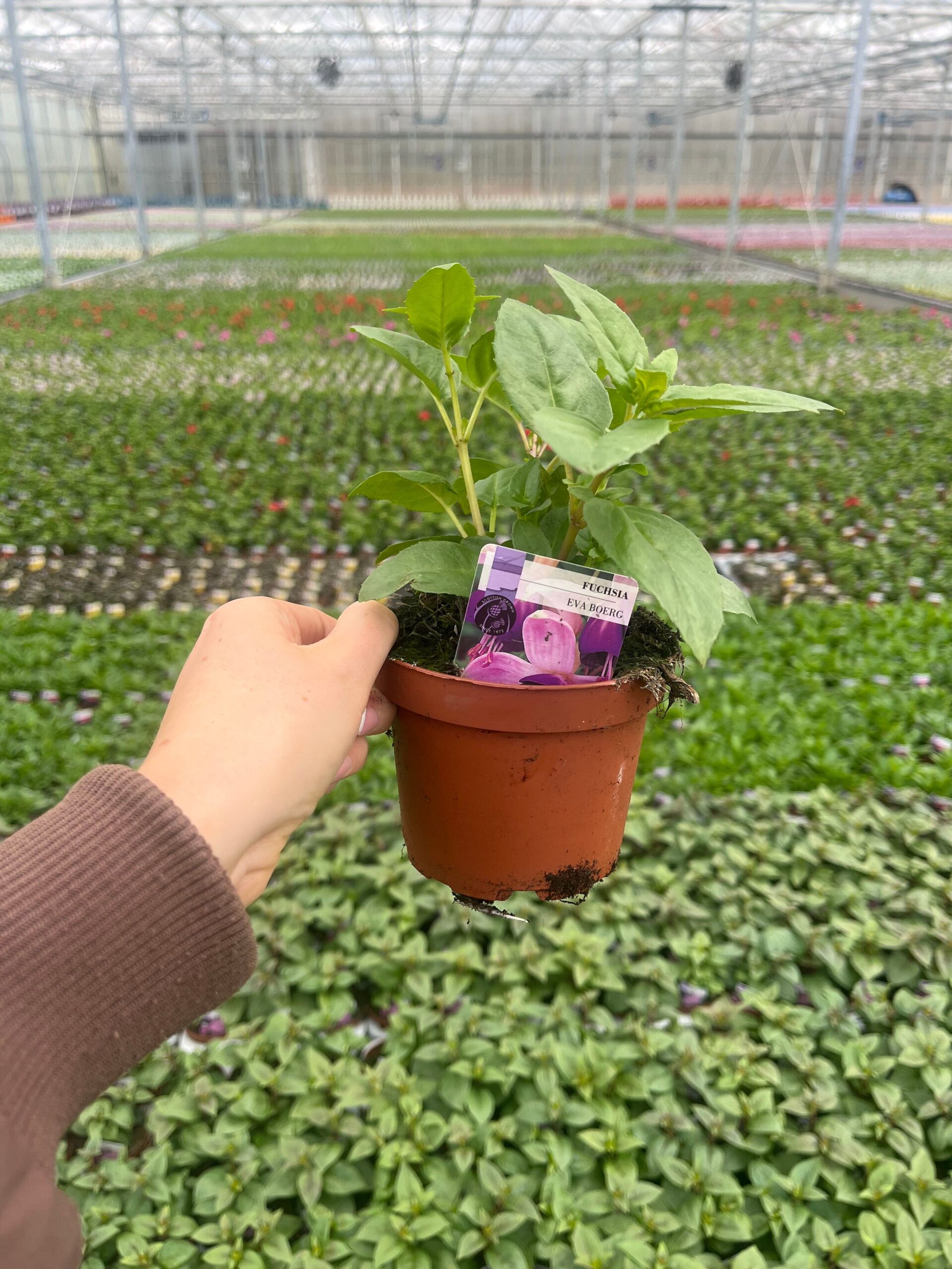 Picture of Fuchsia Eva Boerg