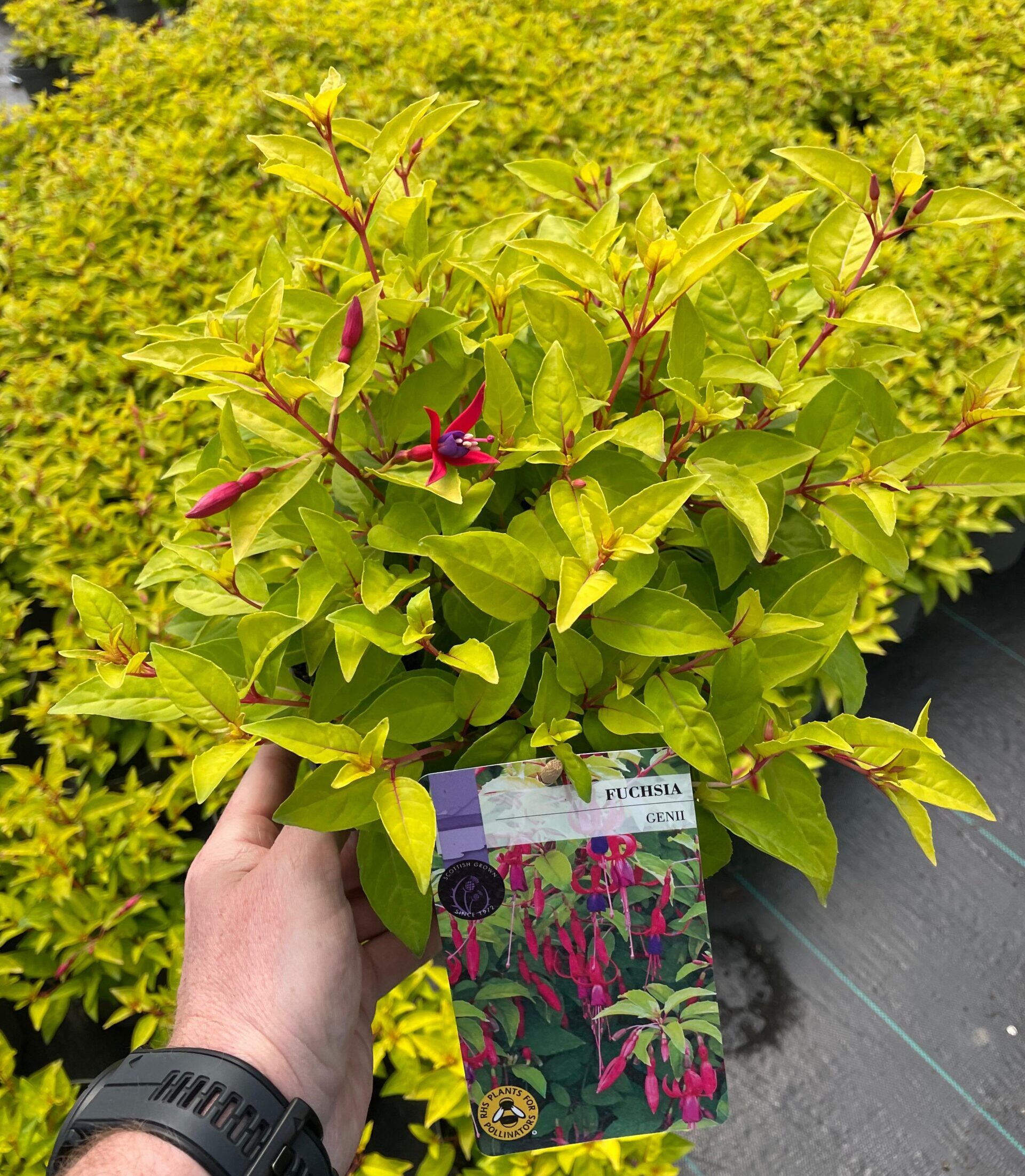 Picture of Hardy Fuchsia Genii