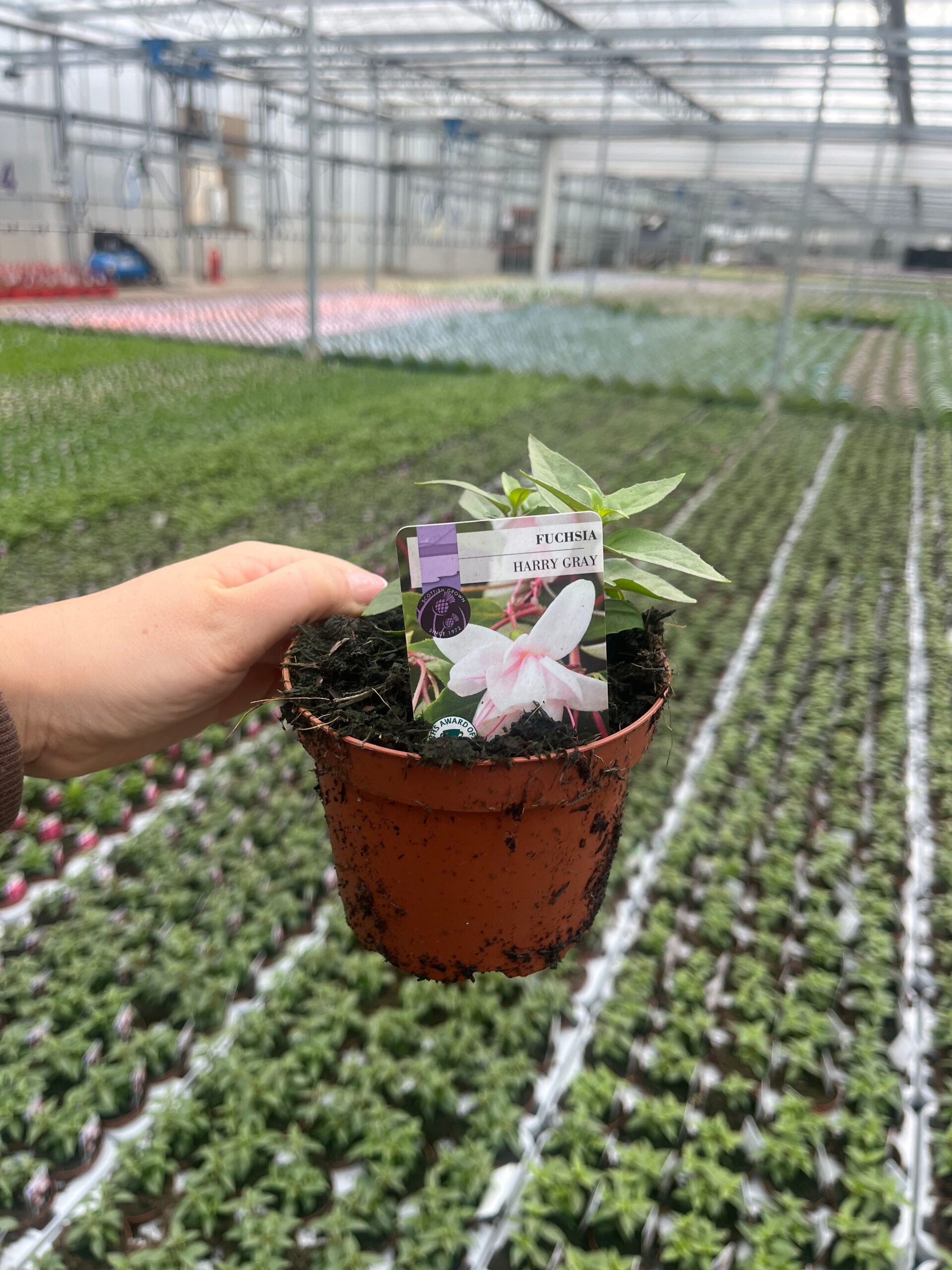 Picture of Fucshia Harry Gray