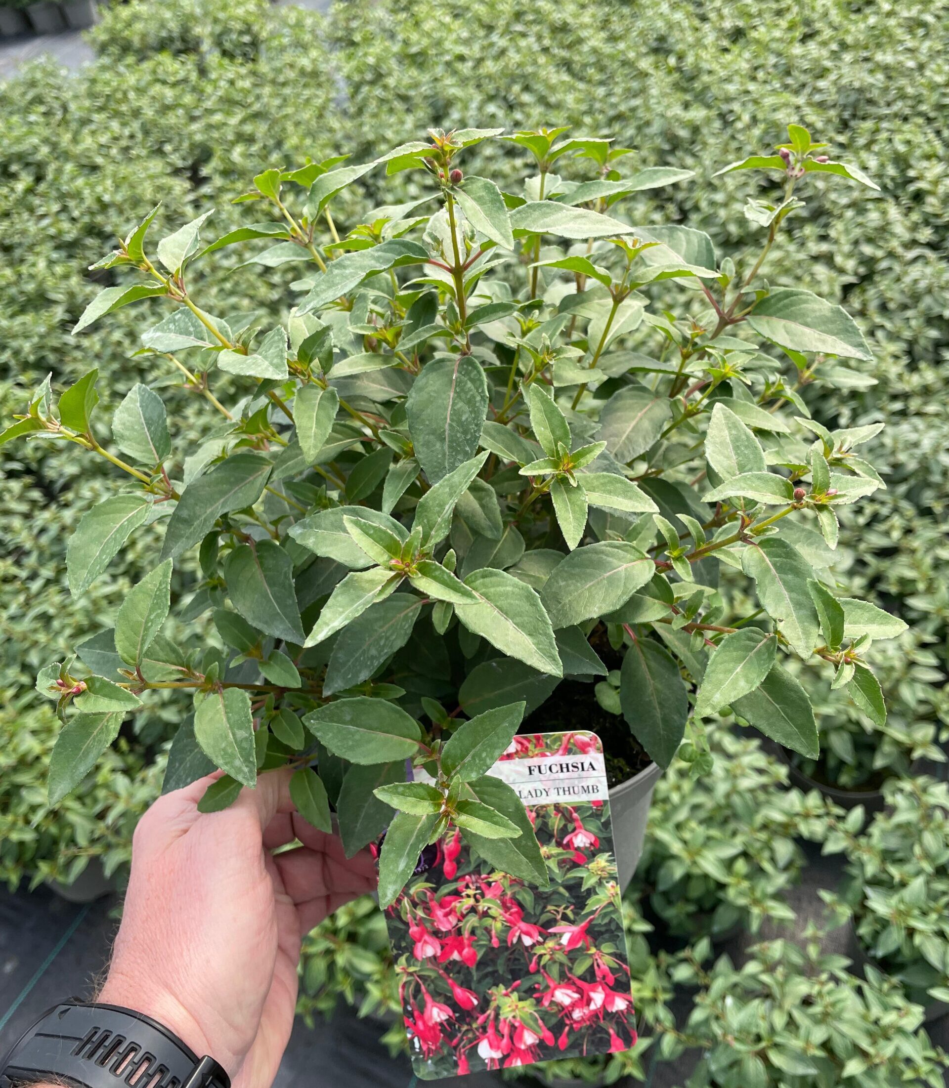 Picture of Hardy Fuchsia Lady Thumb