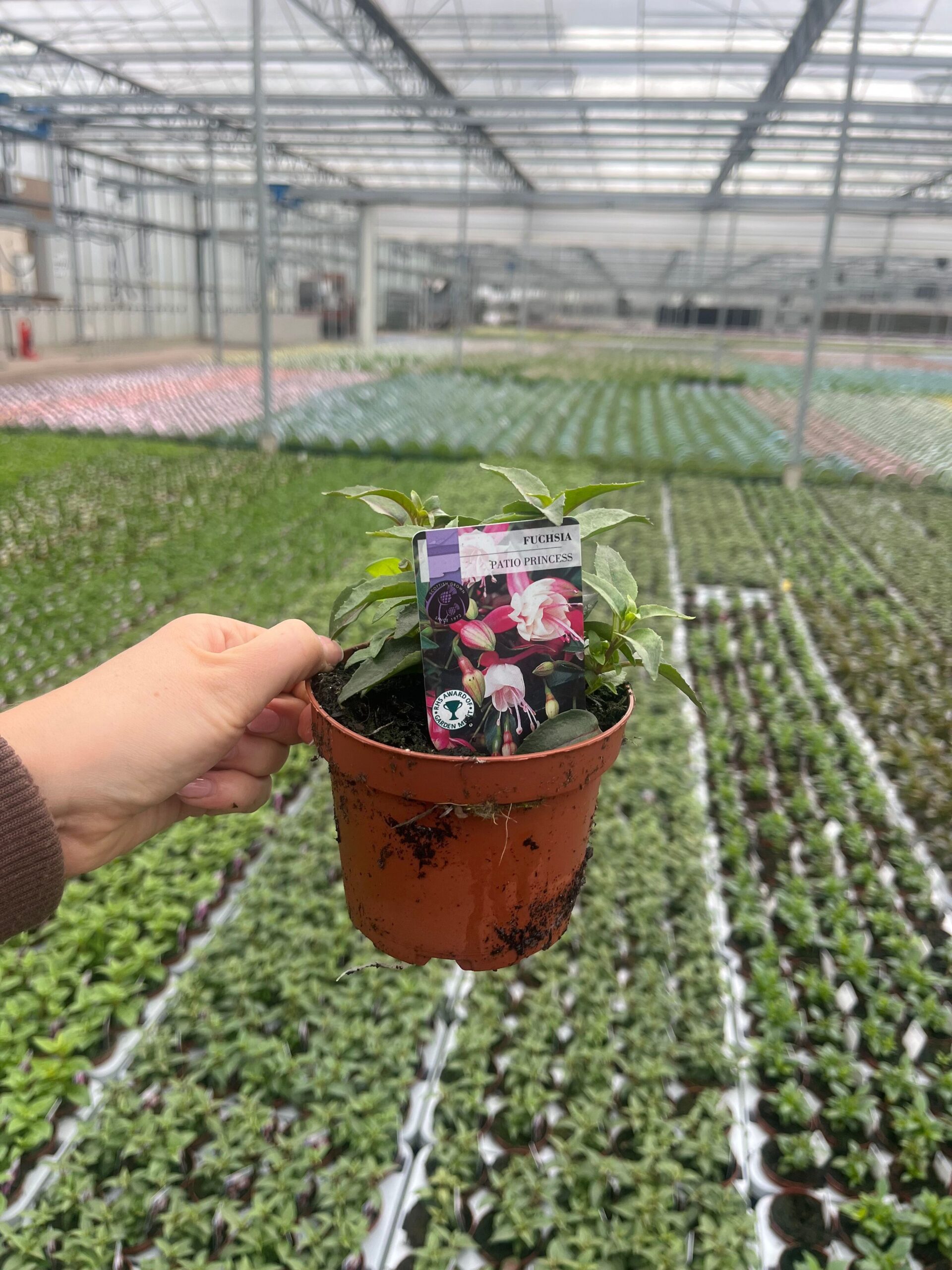 Picture of Fuchsia Patio Princess