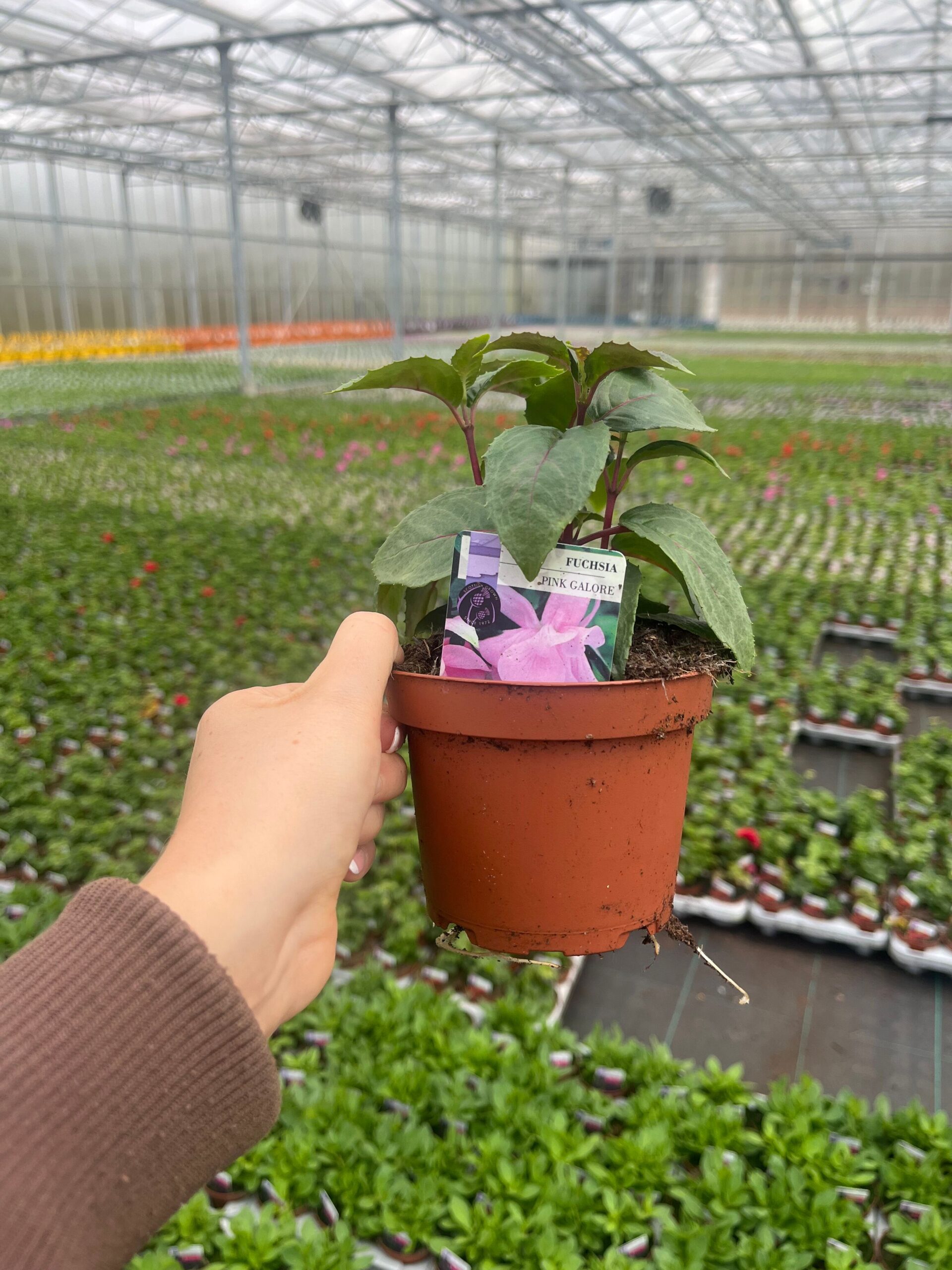 Picture of Fuchsia Pink Galore