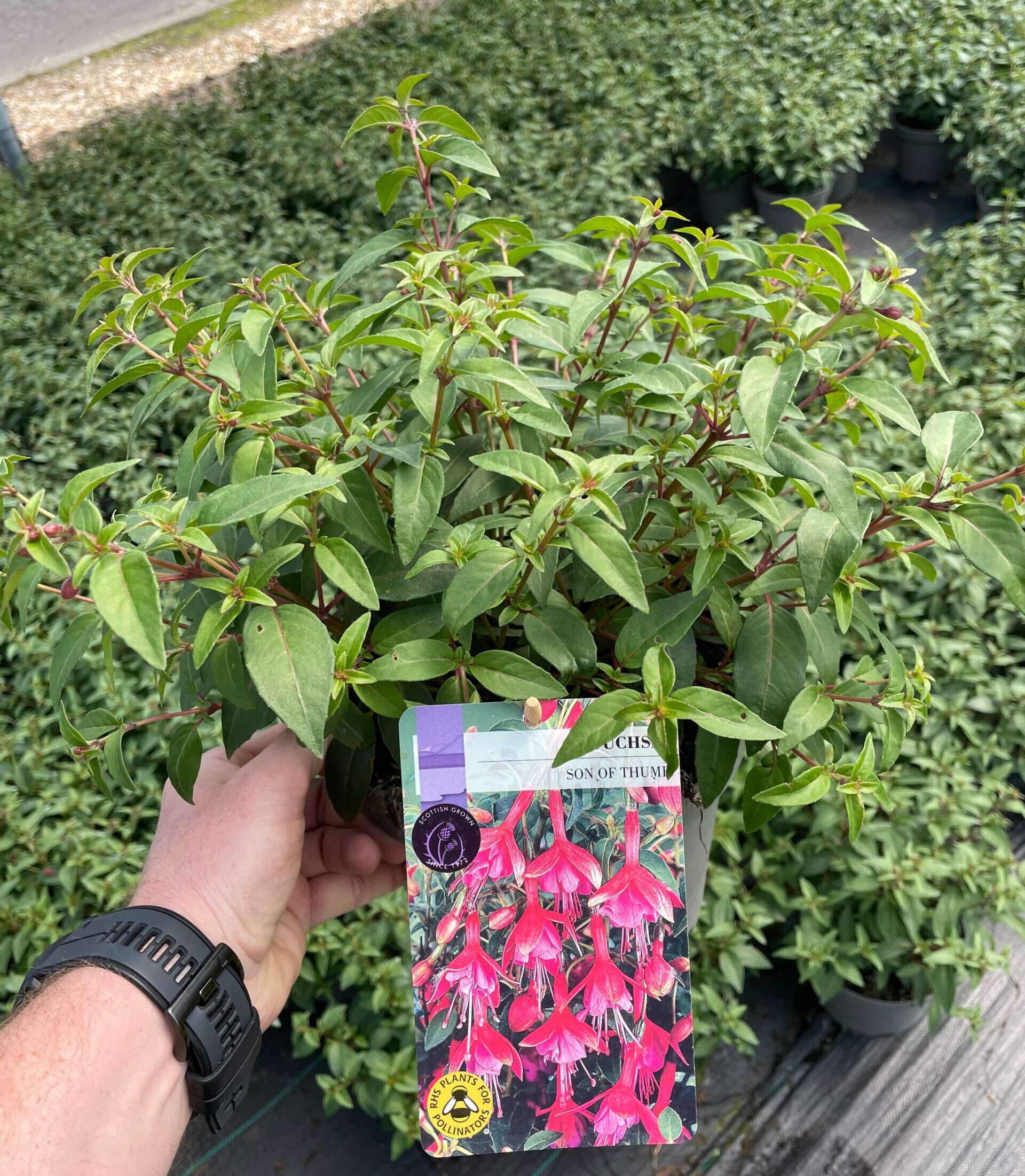 Picture of Hardy Fuchsia Son of Thumb