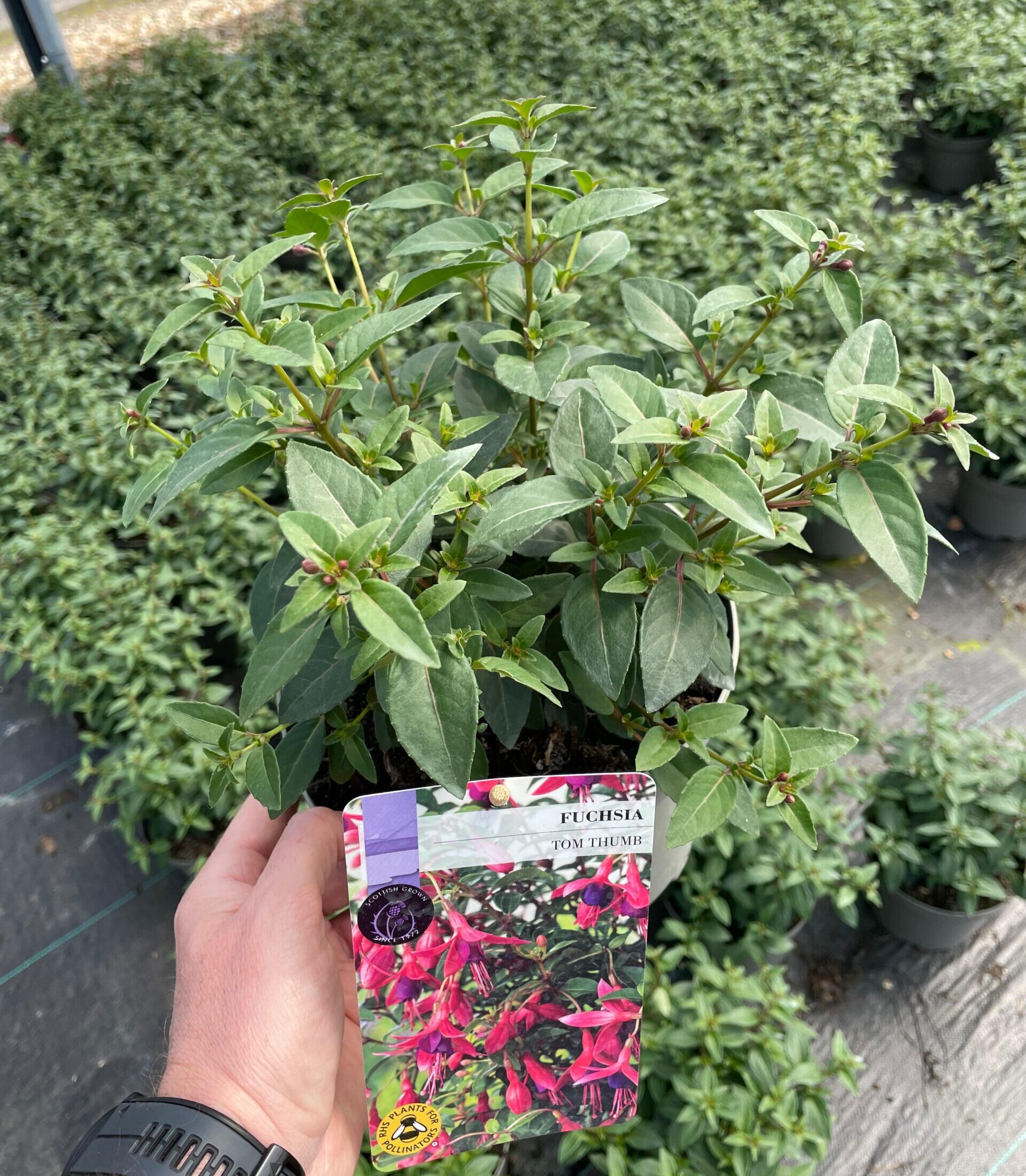 Picture of Hardy Fuchsia Tom Thumb