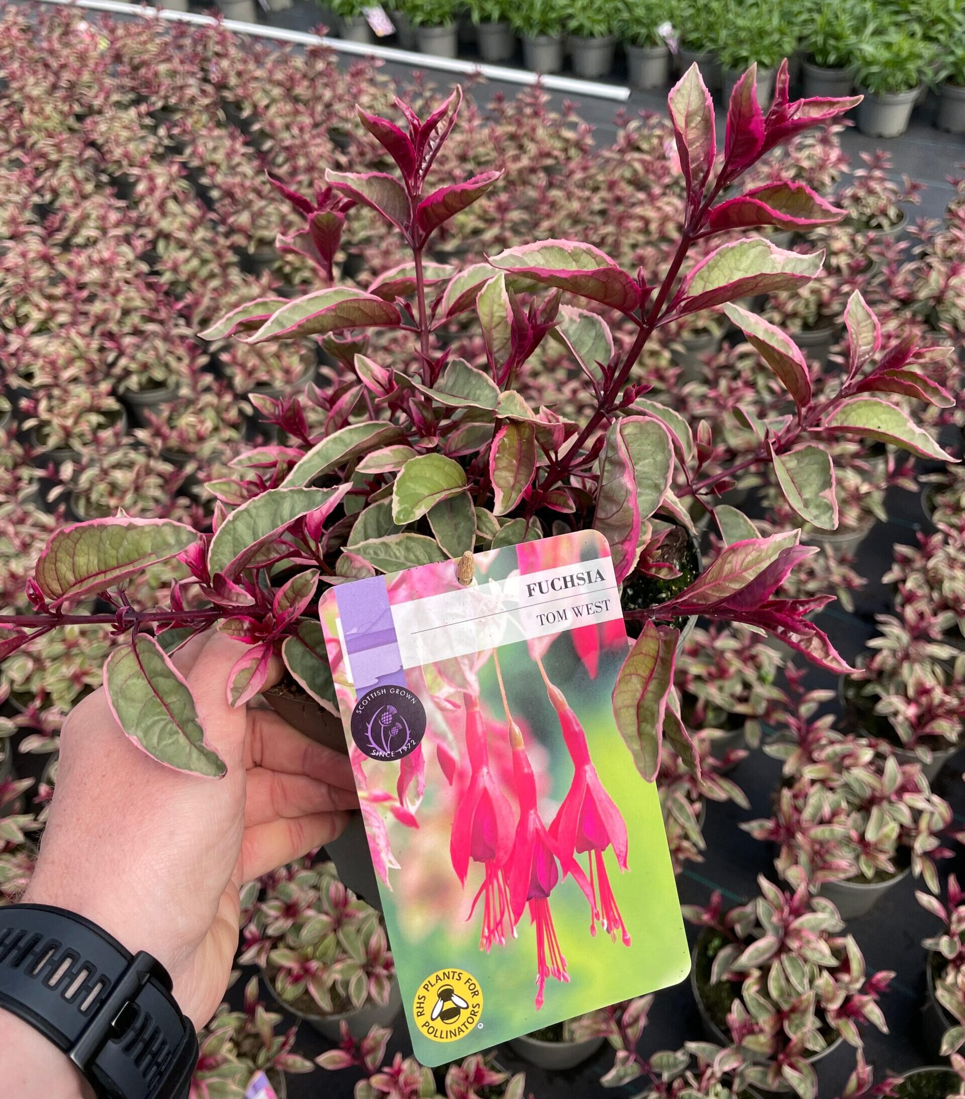 Picture of Hardy Fuchsia Tom West