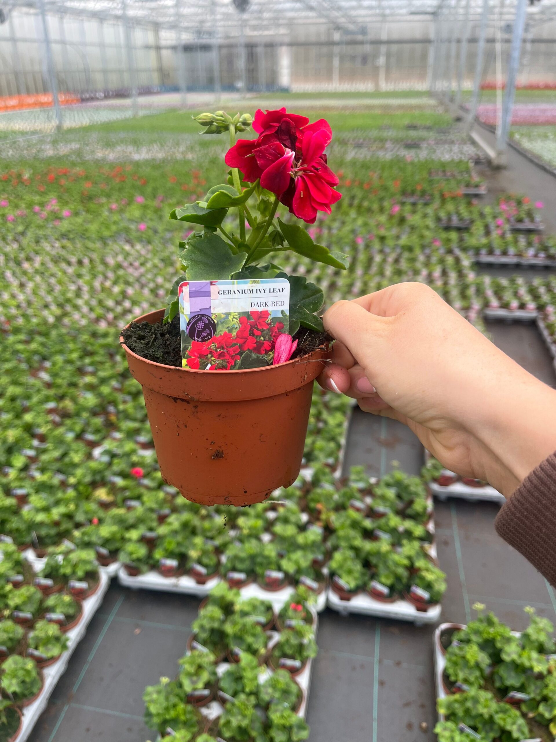 Picture of Geranium Ivy Leaf Dark Red