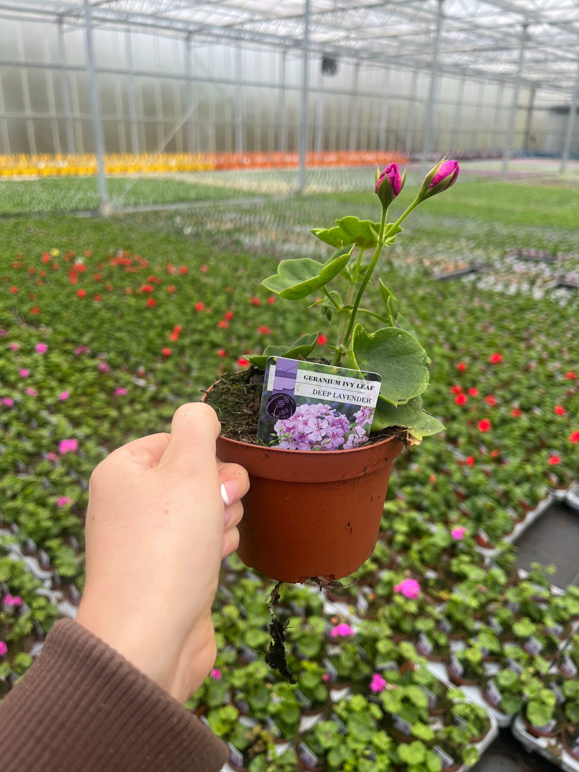 Picture of Geranium Ivy Leaf Lavender Splash