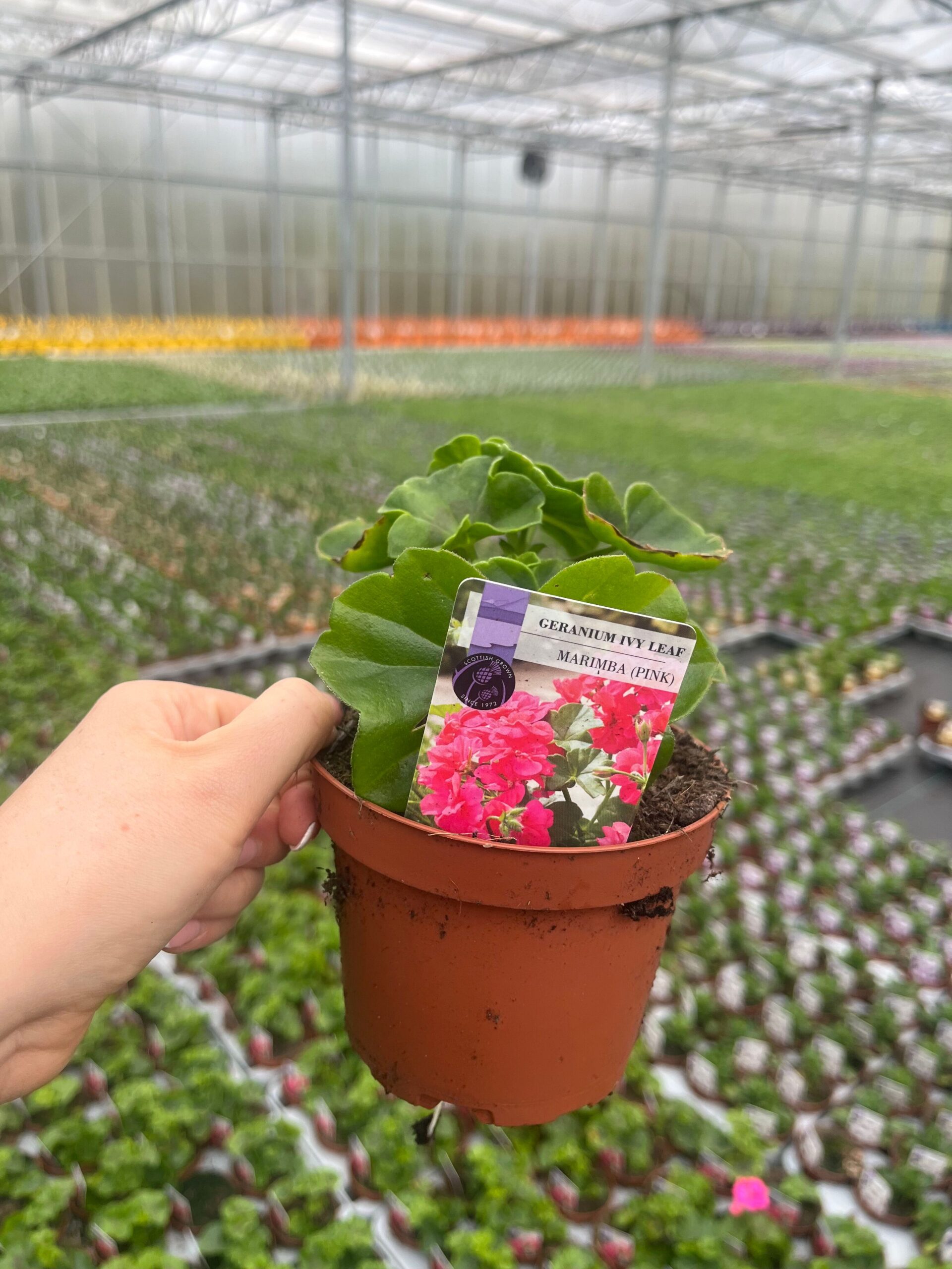 Picture of Geranium Ivy Leaf Marimba (Pink)