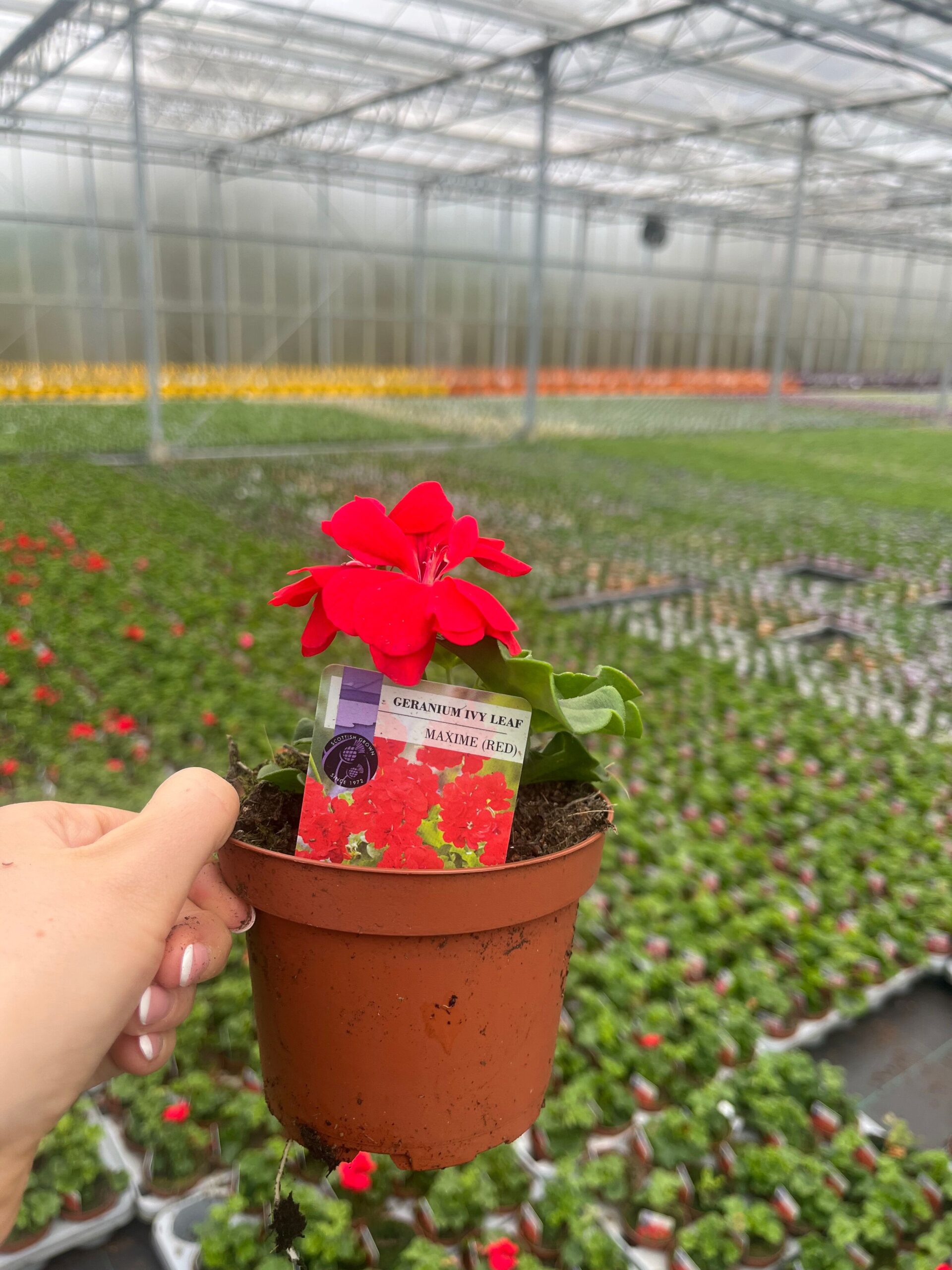 Picture of Geranium Ivy Leaf Maxime (Red)