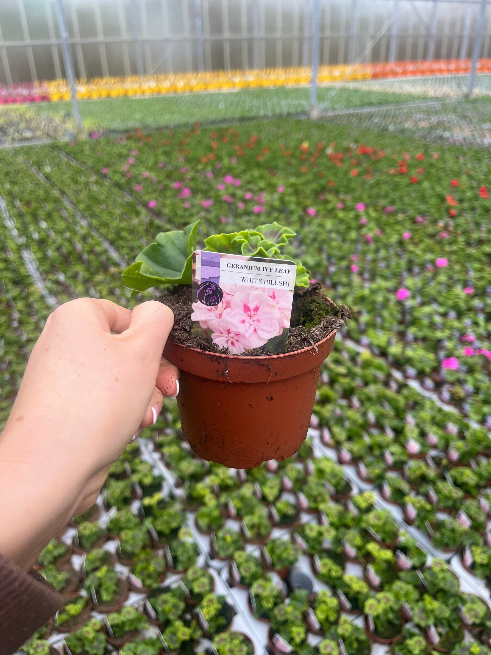 Picture of Geranium Ivy Leaf White Blush