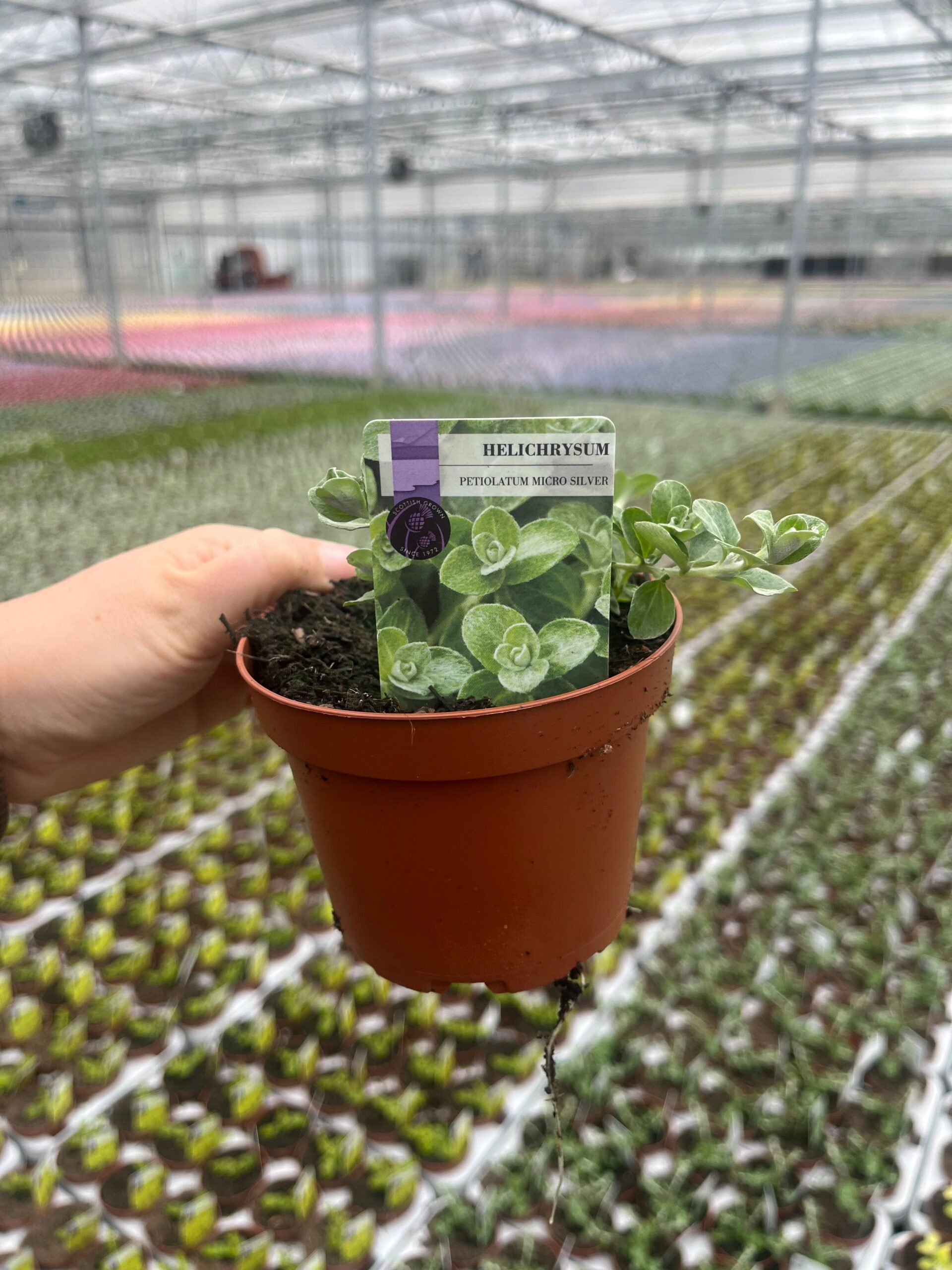 Picture of Helichrysum Petiolatum micro Silver