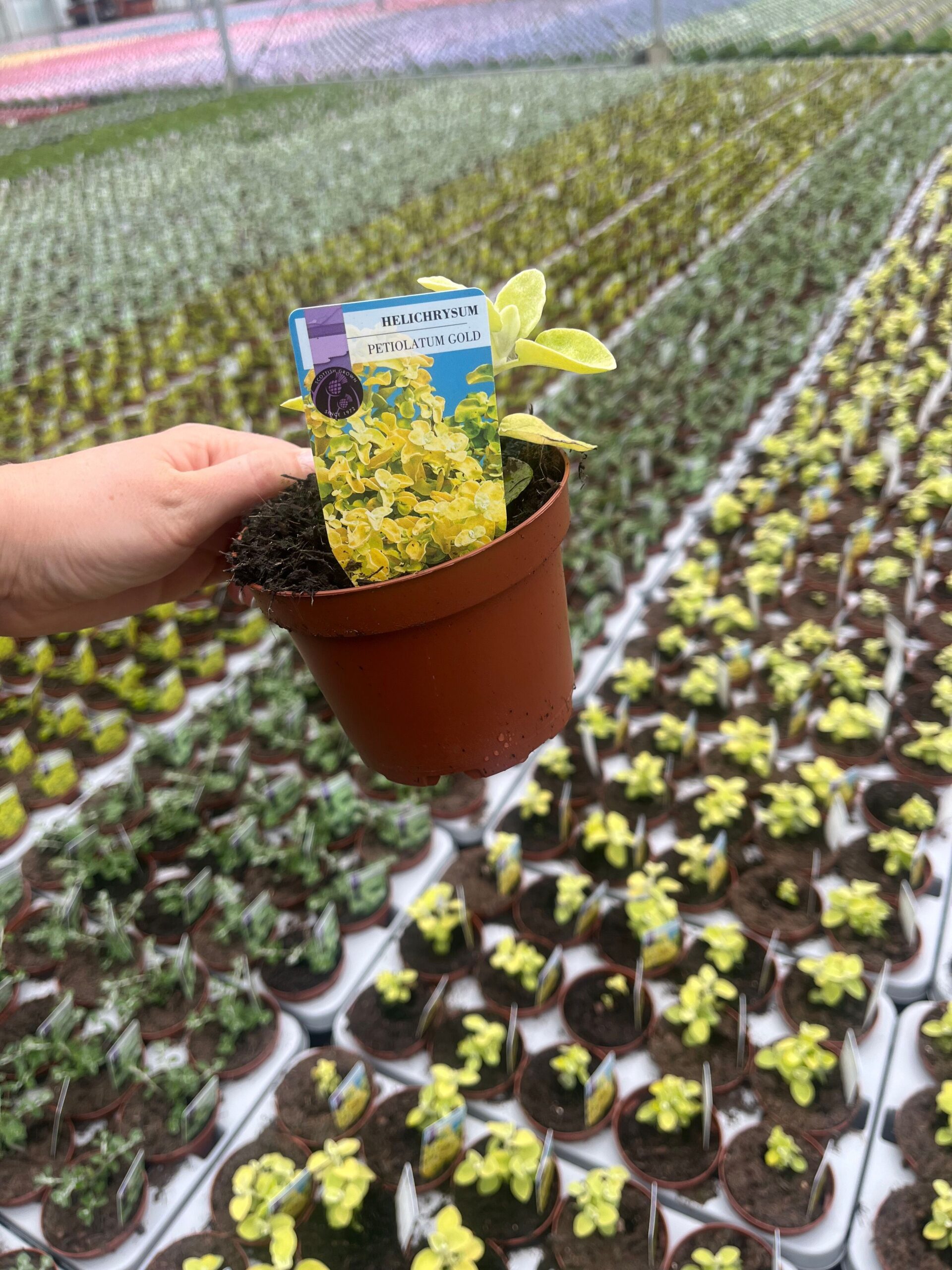 Picture of Helichrysum Petiolatum Gold